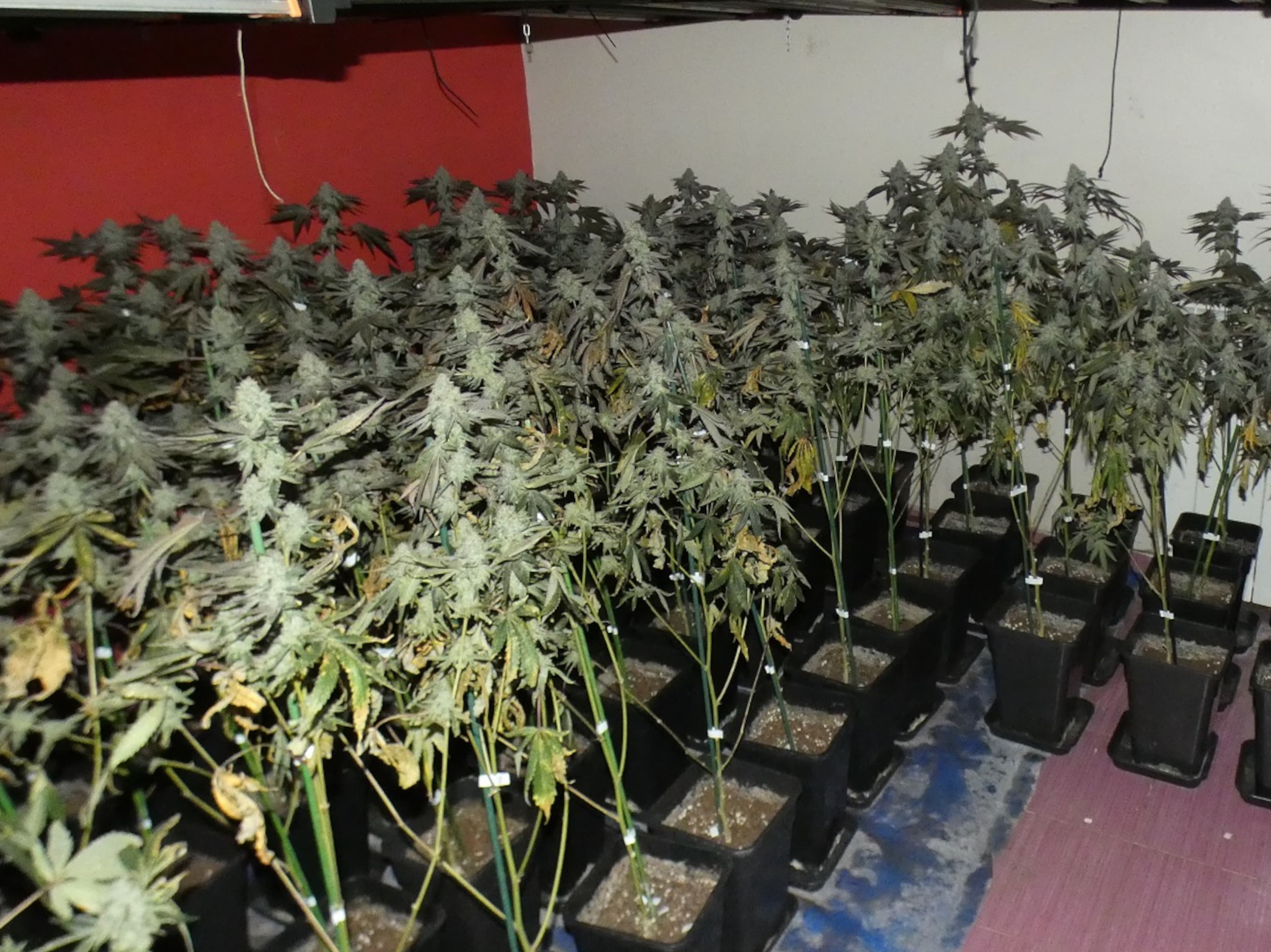 Detingut per cultivar 305 plantes de marihuana en un pis de Pardinyes