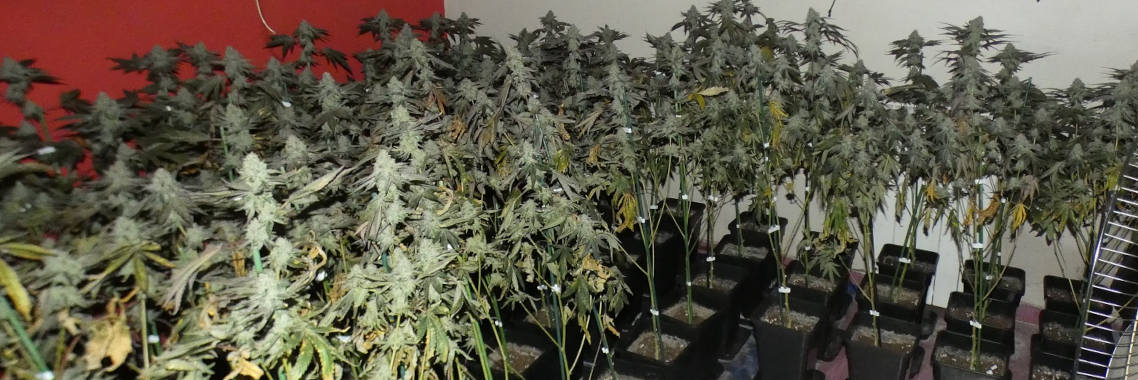 Detingut per cultivar 305 plantes de marihuana en un pis de Pardinyes