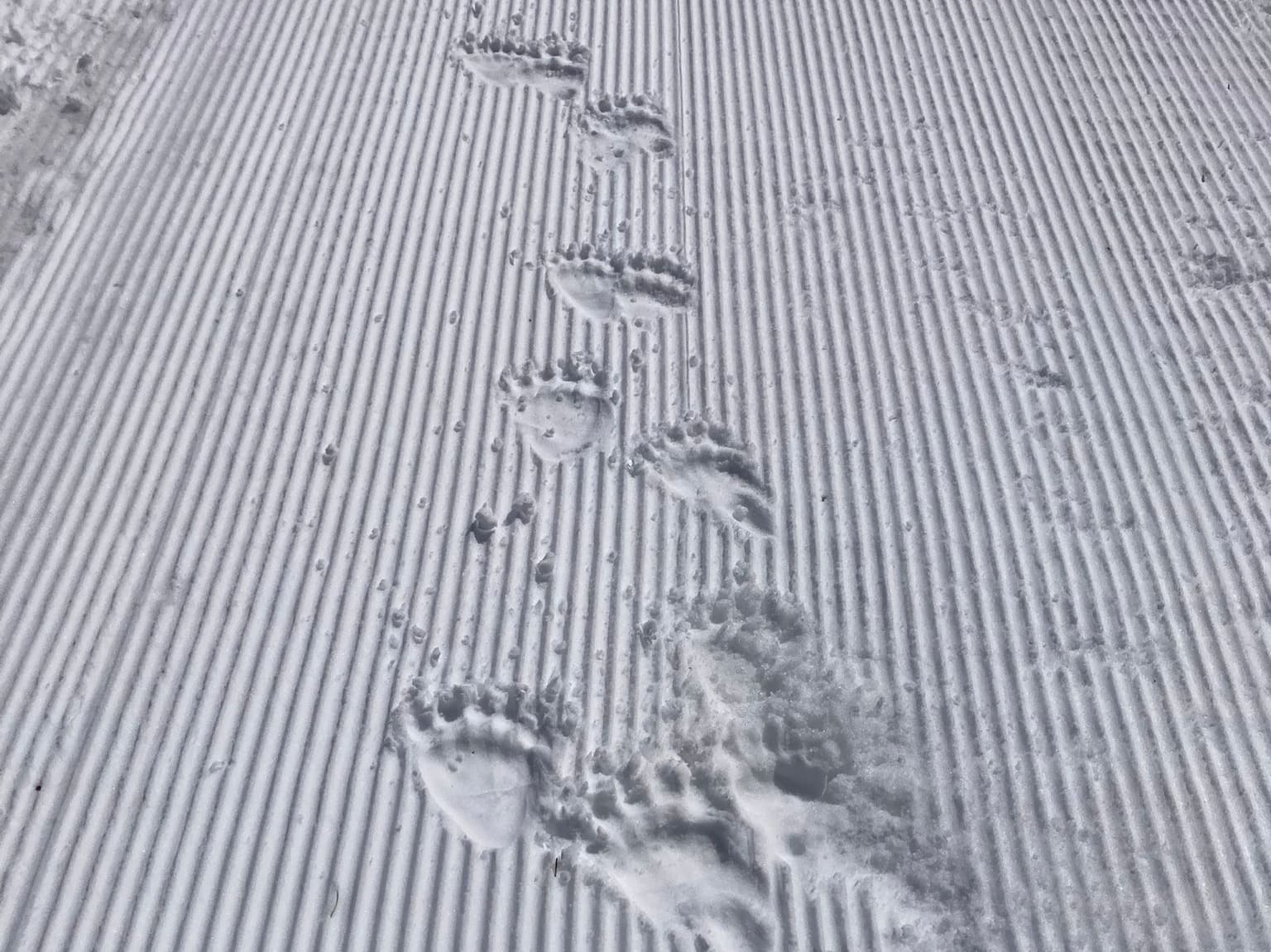 Observen una ossa amb dos cadells a la muntanya de Tavascan