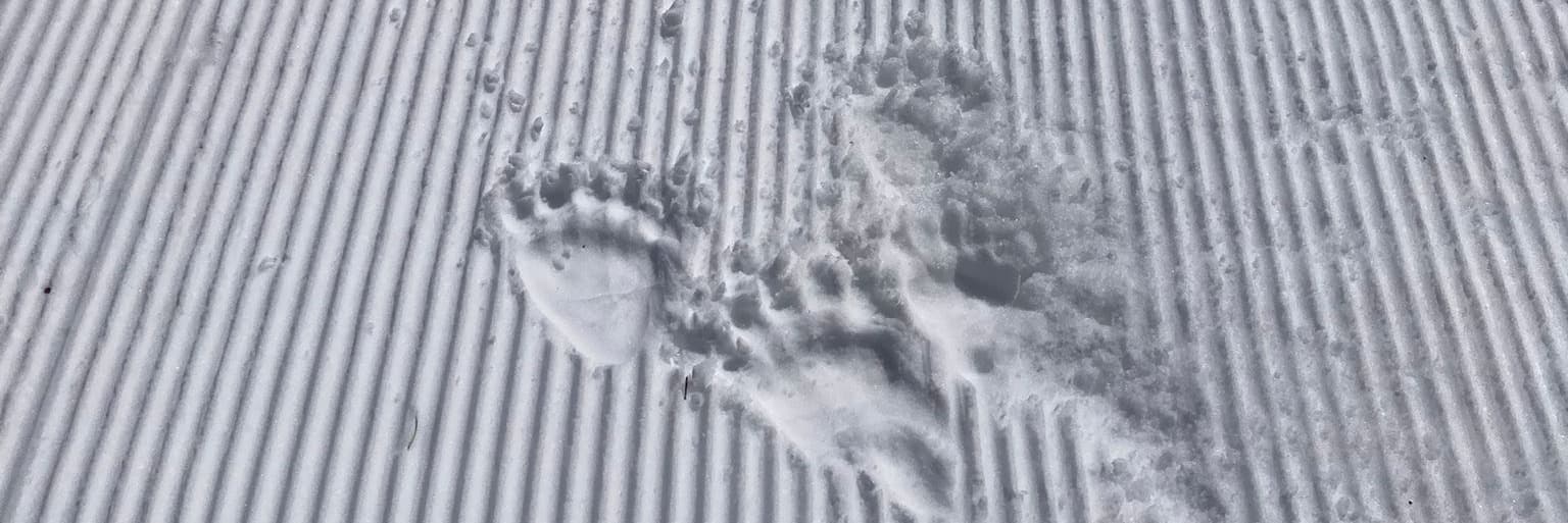 Observen una ossa amb dos cadells a la muntanya de Tavascan