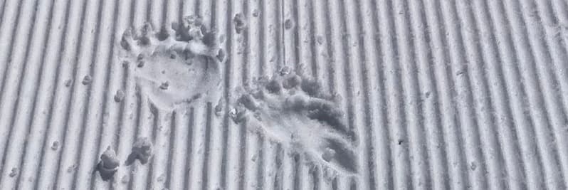 Observen una ossa amb dos cadells a la muntanya de Tavascan