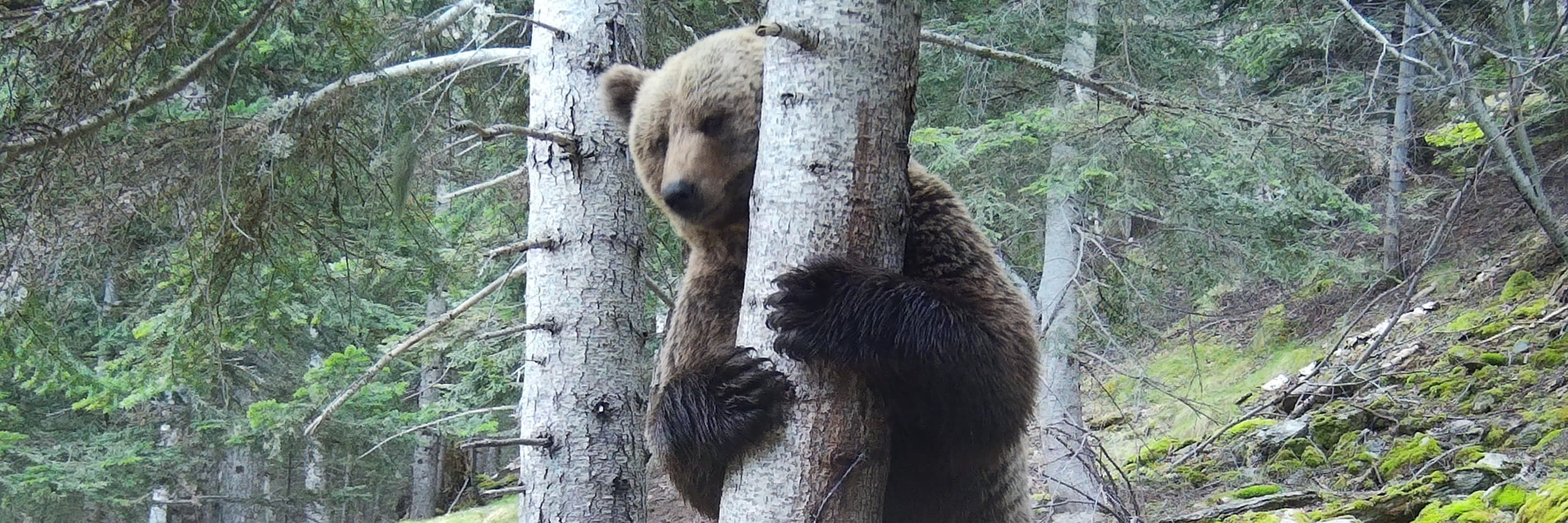 La població d’os bru al Pirineu català durant el 2025 es xifra en 54 exemplars