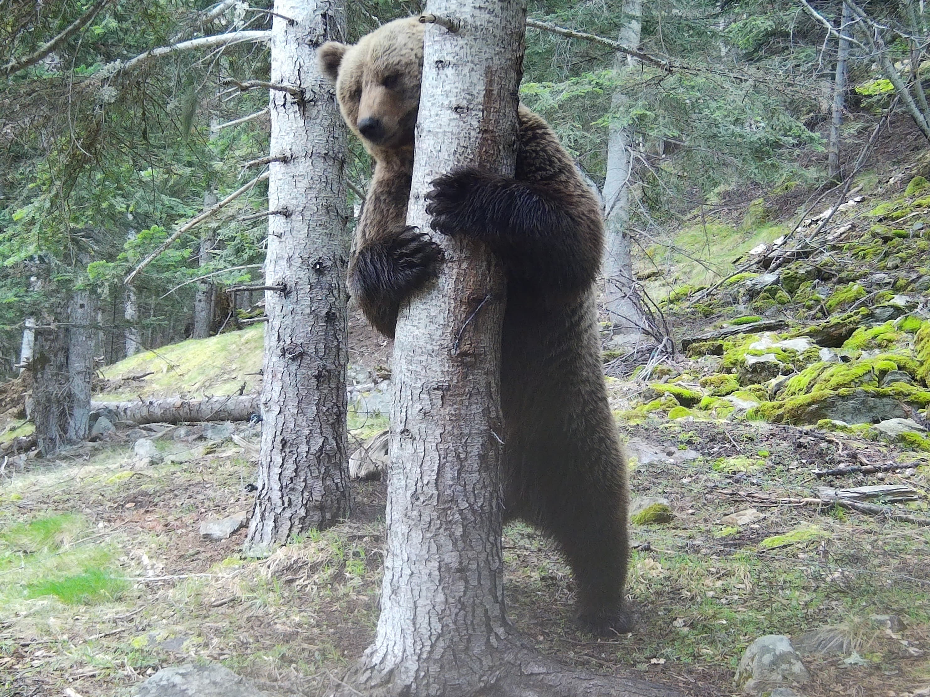 La població d’os bru al Pirineu català durant el 2025 es xifra en 54 exemplars
