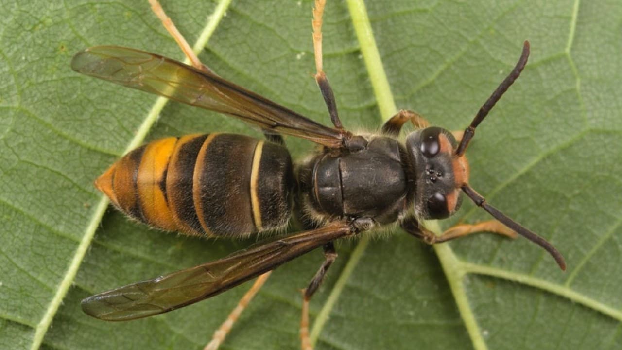 La Generalitat desplega noves mesures per protegir el sector apícola davant els danys de la vespa velutina