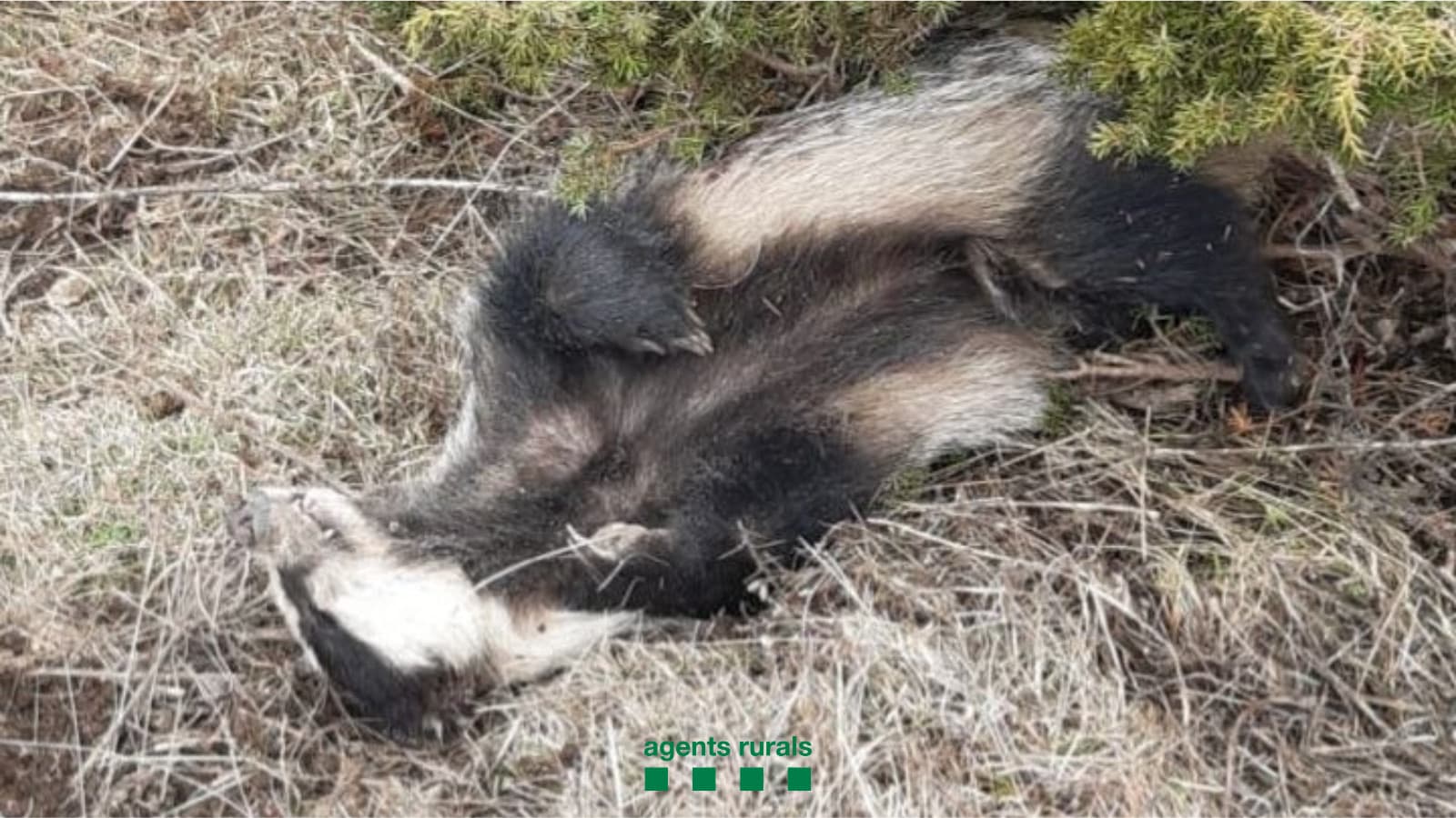 Denuncien un furtiu a l’Alt Urgell després d’enxampar-lo 'in fraganti' mentre abatia un teixó