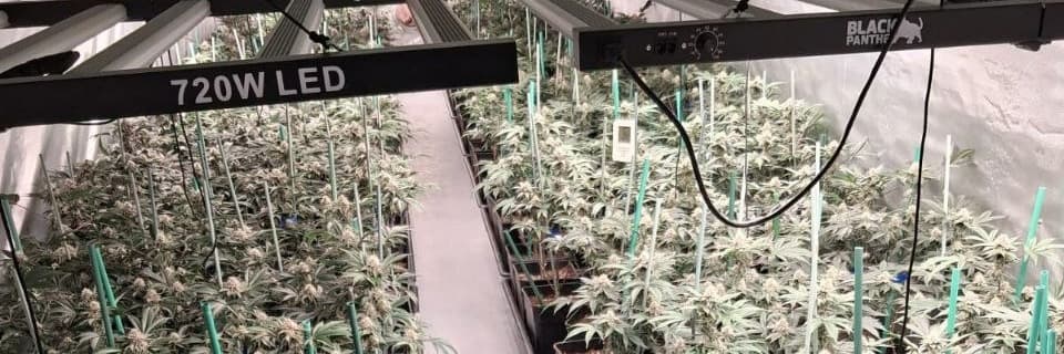 Els Mossos desmantellen una plantació de marihuana en una finca a Sant Jaume de Castelldans