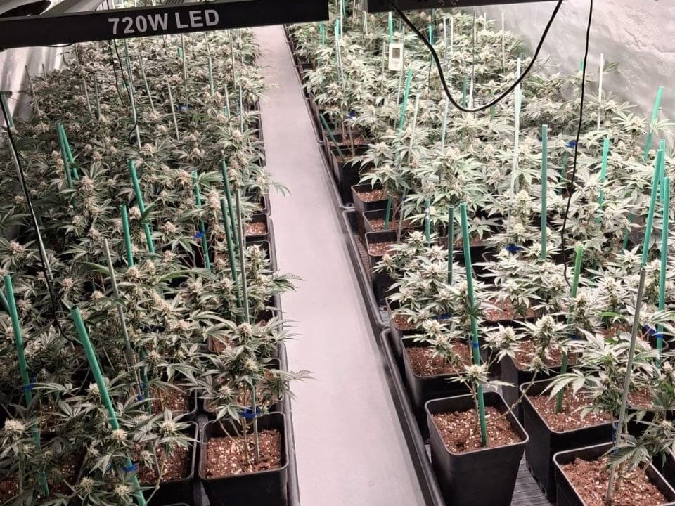 Els Mossos desmantellen una plantació de marihuana en una finca a Sant Jaume de Castelldans