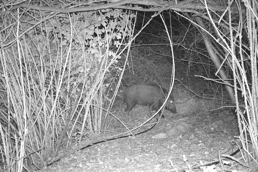 Un estudi amb la participació de la UdL estableix protocols personalitzats perquè la pesta porcina no entri a les granges