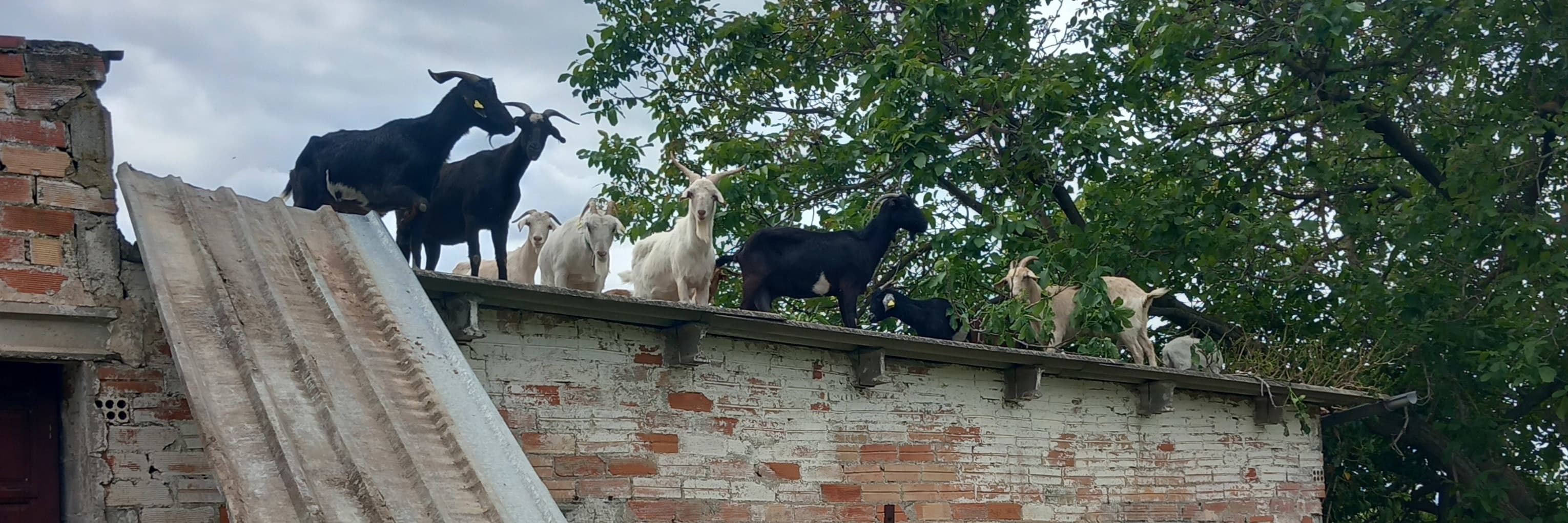Un home ferit greu a Oliana en caure d'una teulada quan intentava fer baixar un ramat de cabres