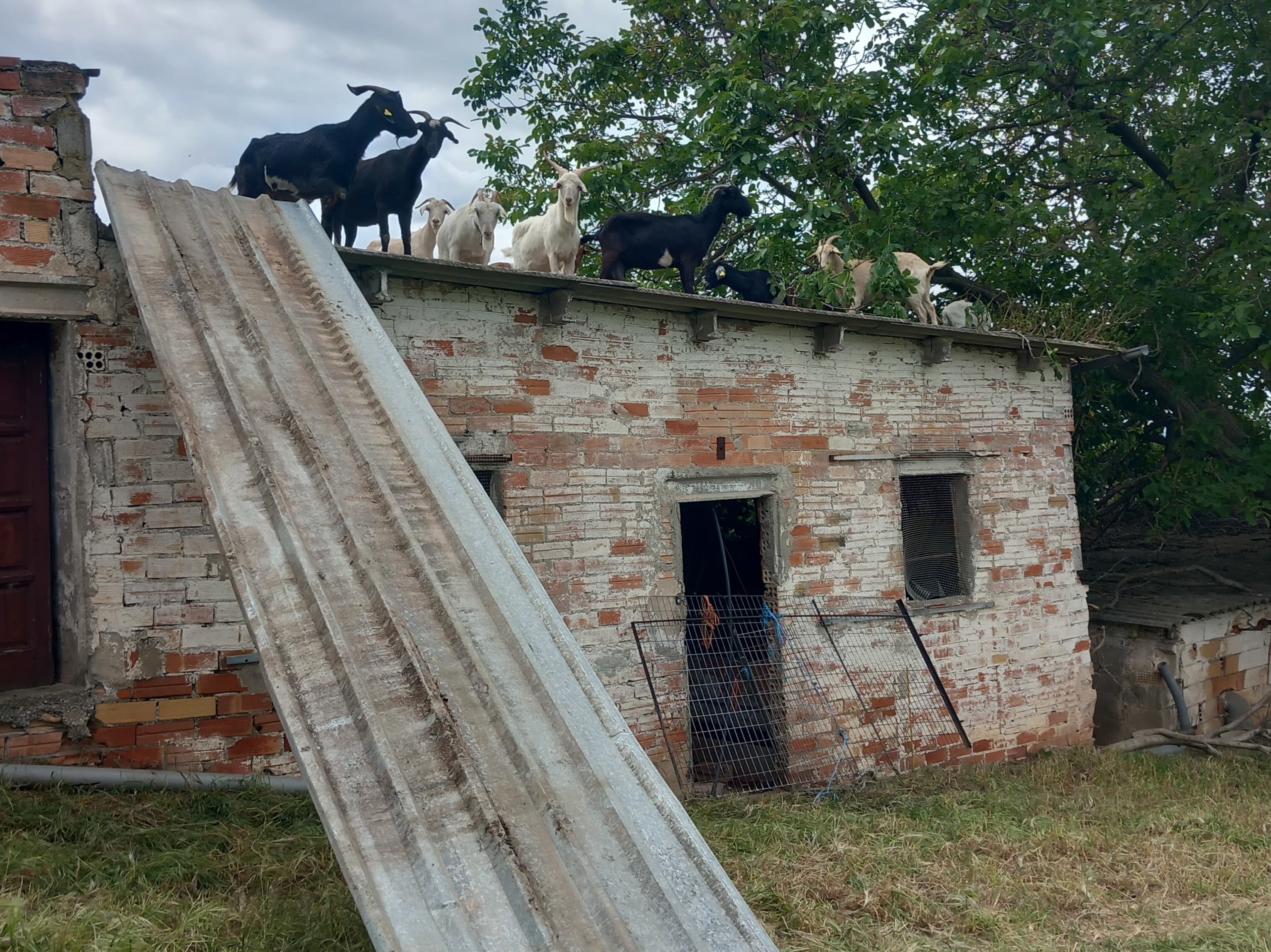 Un home ferit greu a Oliana en caure d'una teulada quan intentava fer baixar un ramat de cabres