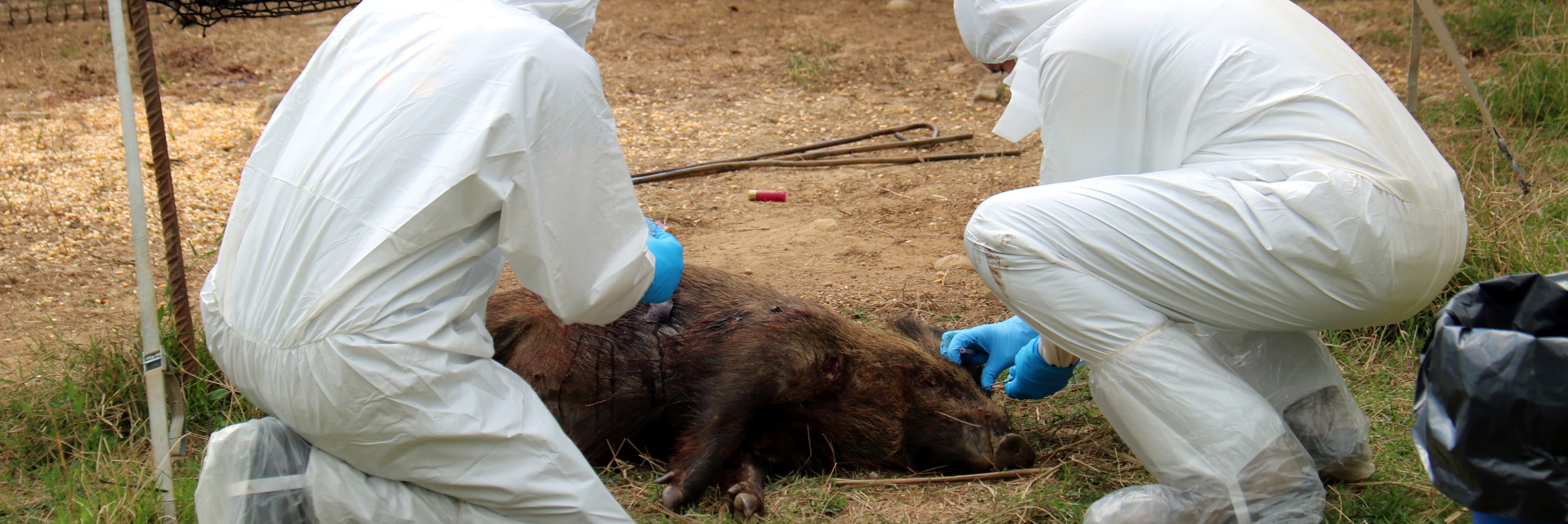 Agricultura confirma 13 nous casos de pesta porcina africana a la zona d’alt risc