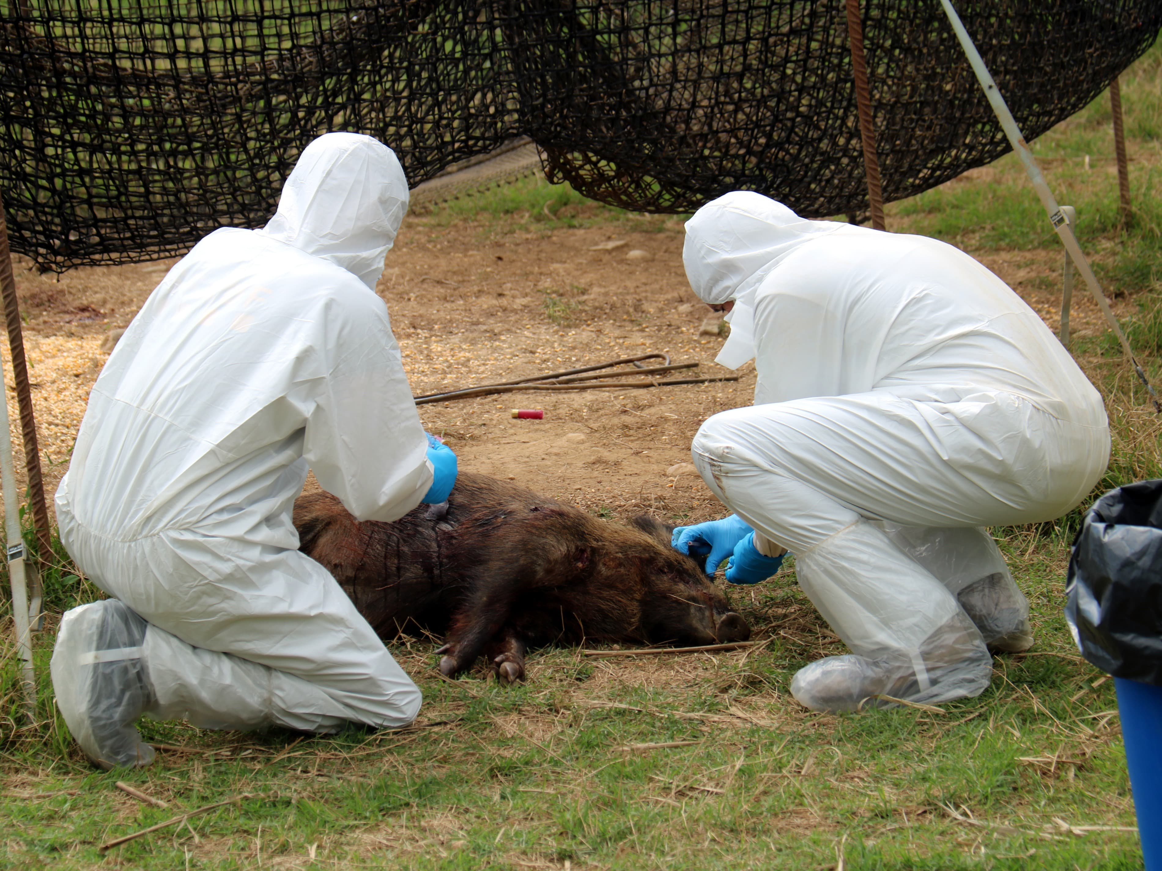 Agricultura confirma 13 nous casos de pesta porcina africana a la zona d’alt risc