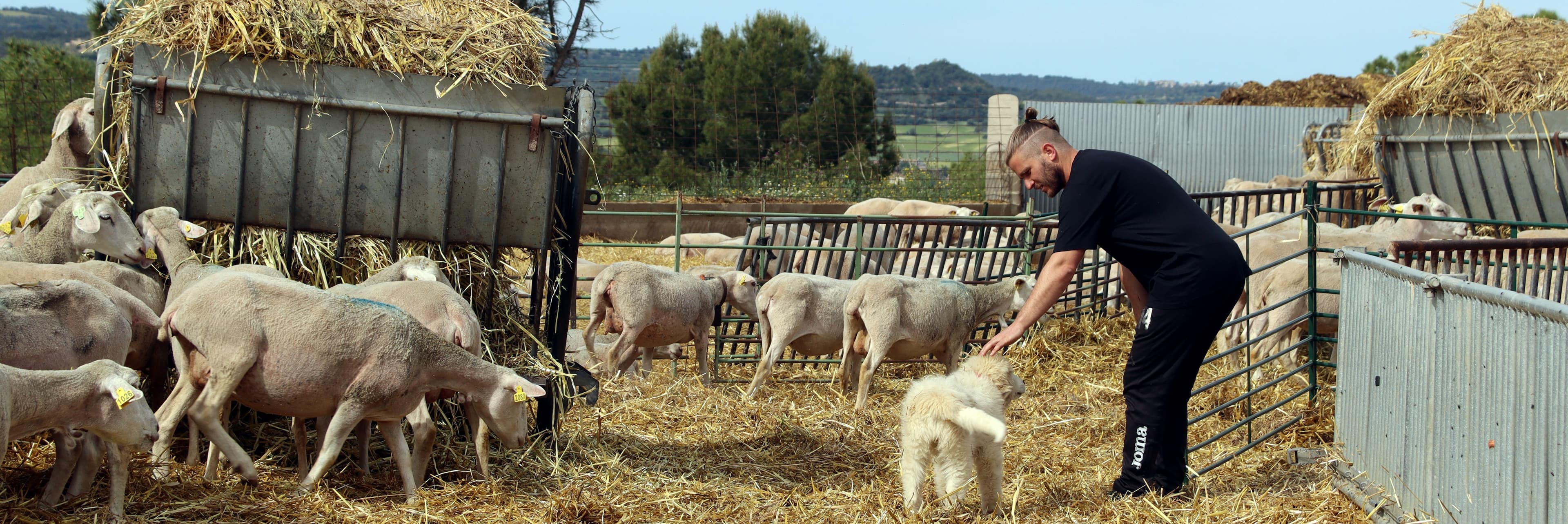 Preocupació entre els ramaders del Solsonès per tres possibles atacs de llop