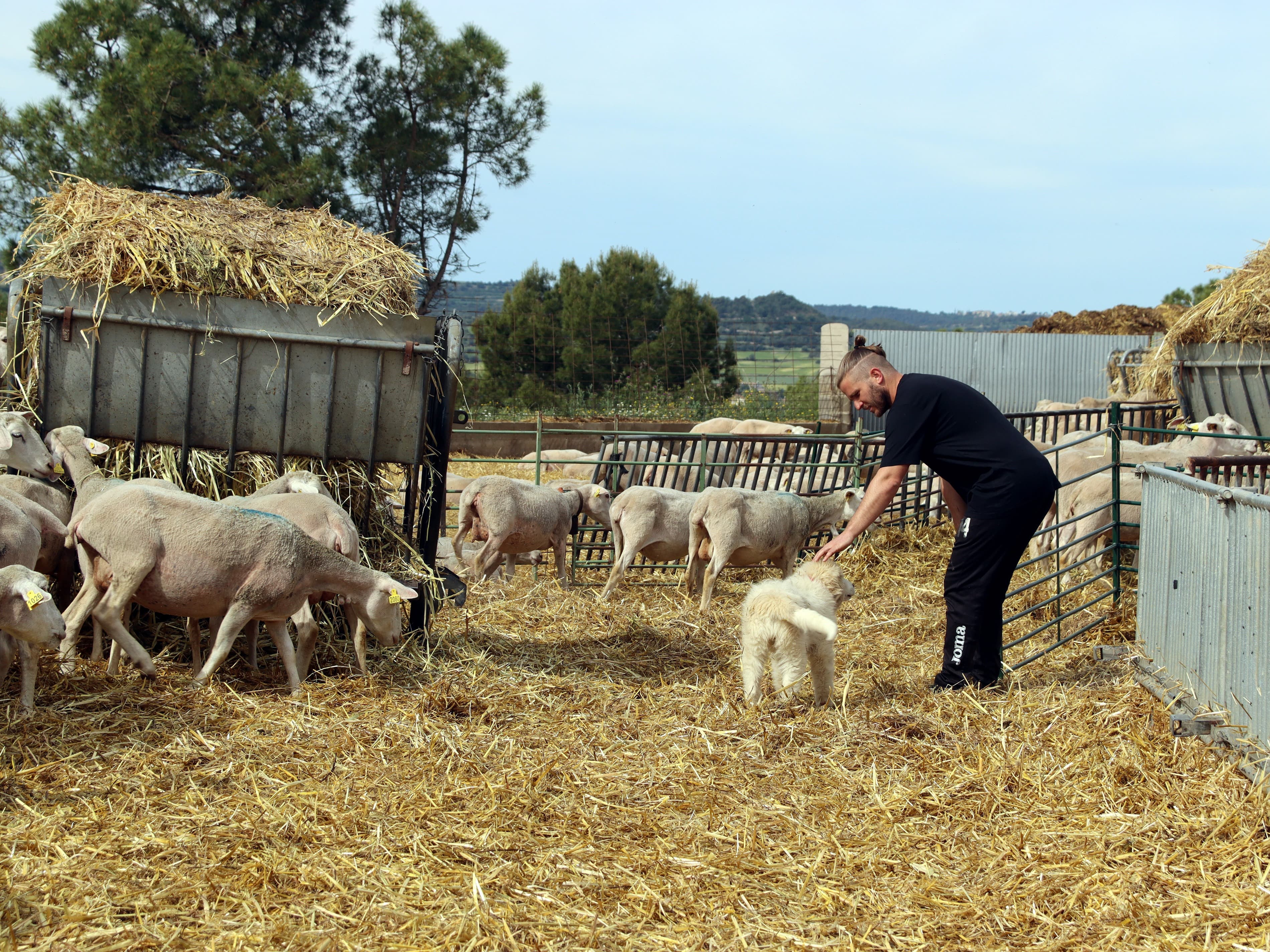 Preocupació entre els ramaders del Solsonès per tres possibles atacs de llop