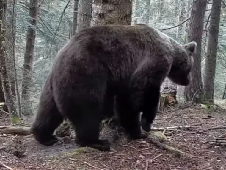 Diverses eines tecnològiques permetran fer seguiment dels ossos dels Pirineus gairebé a temps real
