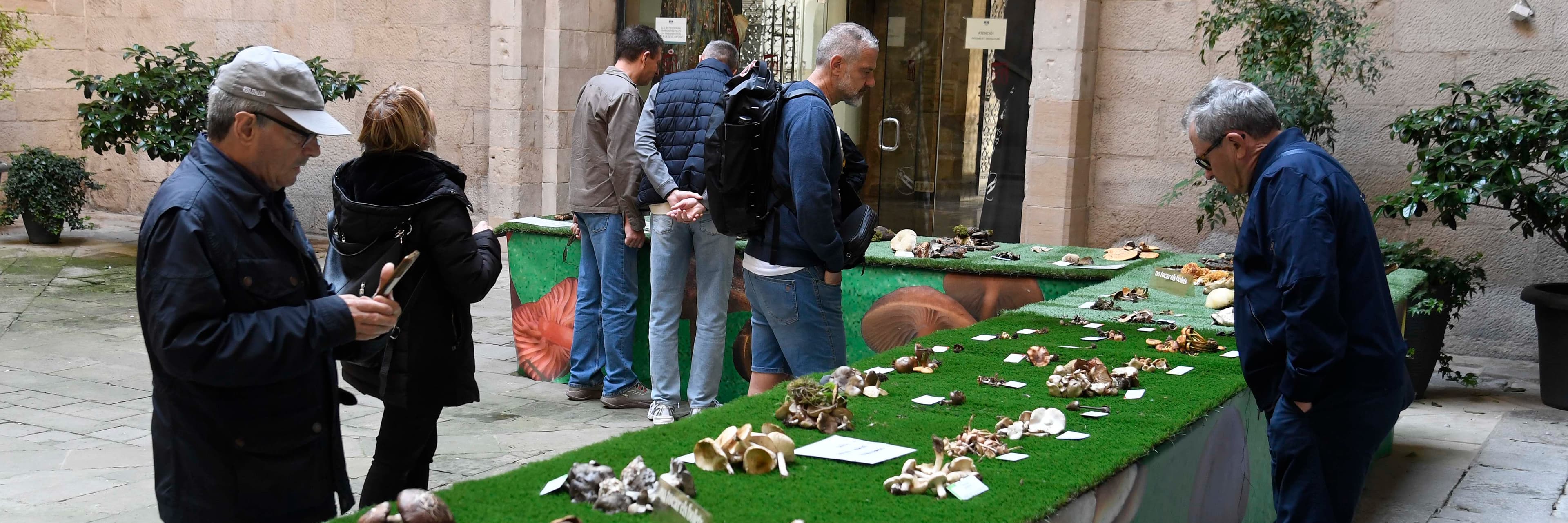 El Pati de l’IEI exposa una setantena d’espècies a la 18a Mostra de bolets de primavera de les Terres de Lleida
