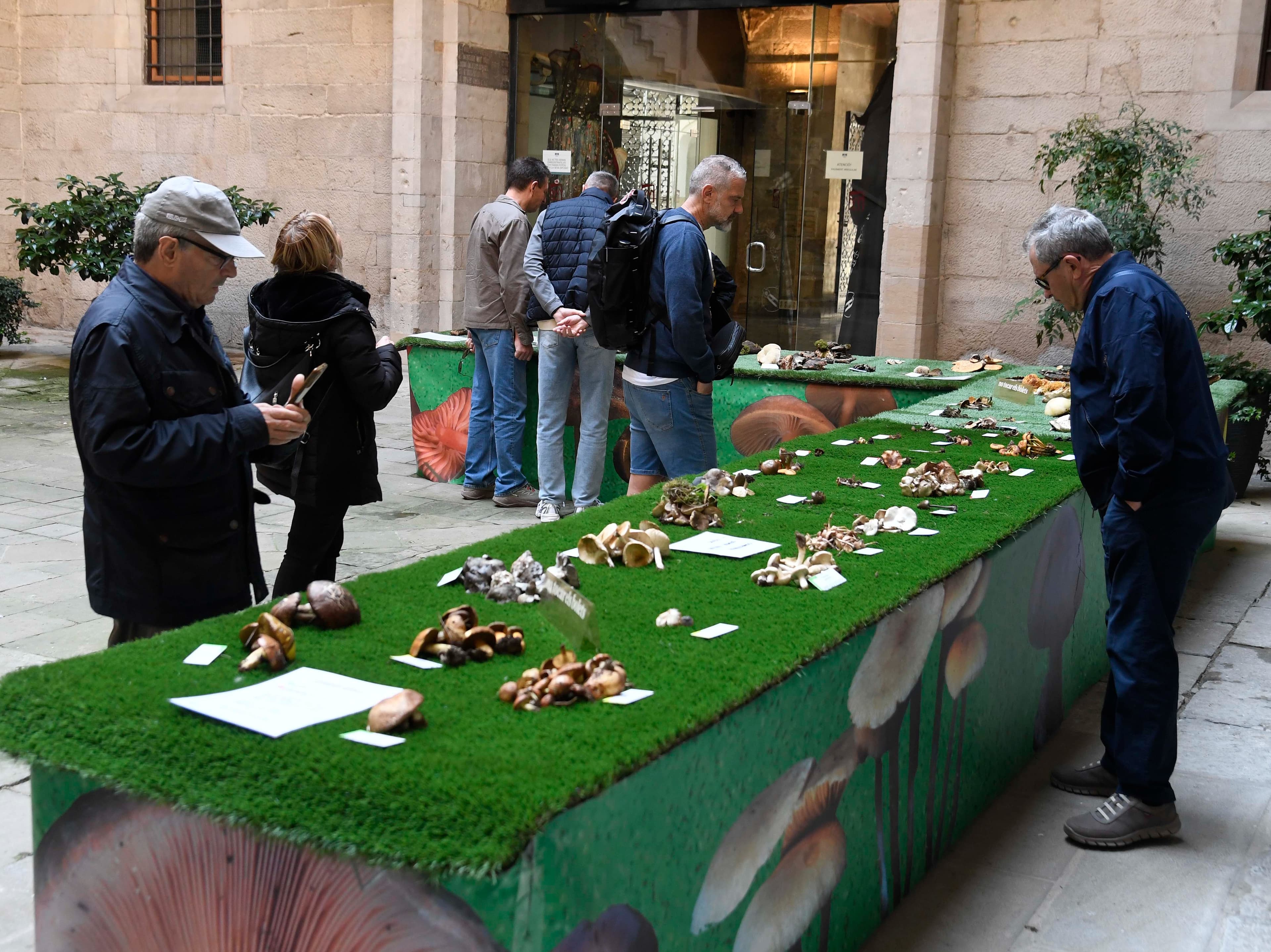 El Pati de l’IEI exposa una setantena d’espècies a la 18a Mostra de bolets de primavera de les Terres de Lleida