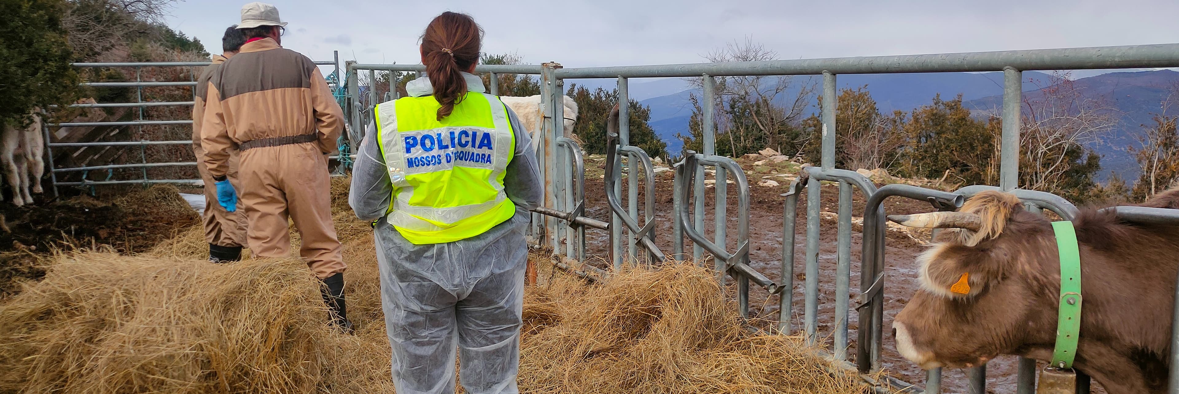 Els Mossos denuncien penalment un home a l’Alt Urgell per furtar bestiar boví, falsificació documental i estafa