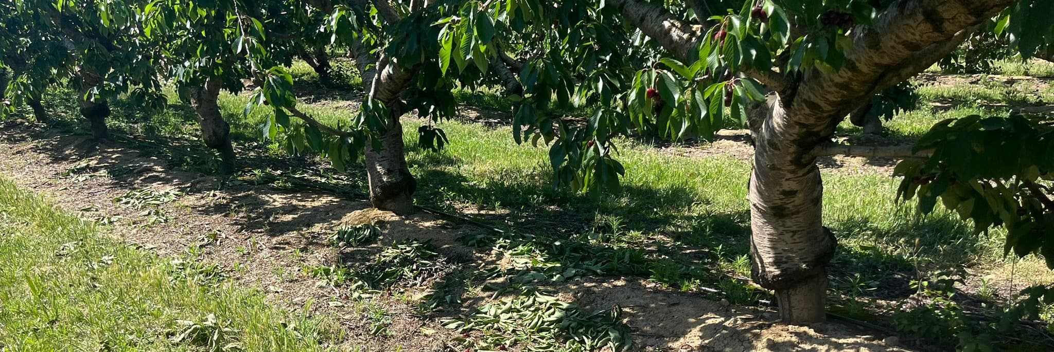 Denuncien el robatori de 6.000 quilos de cireres a Seròs en plena collita