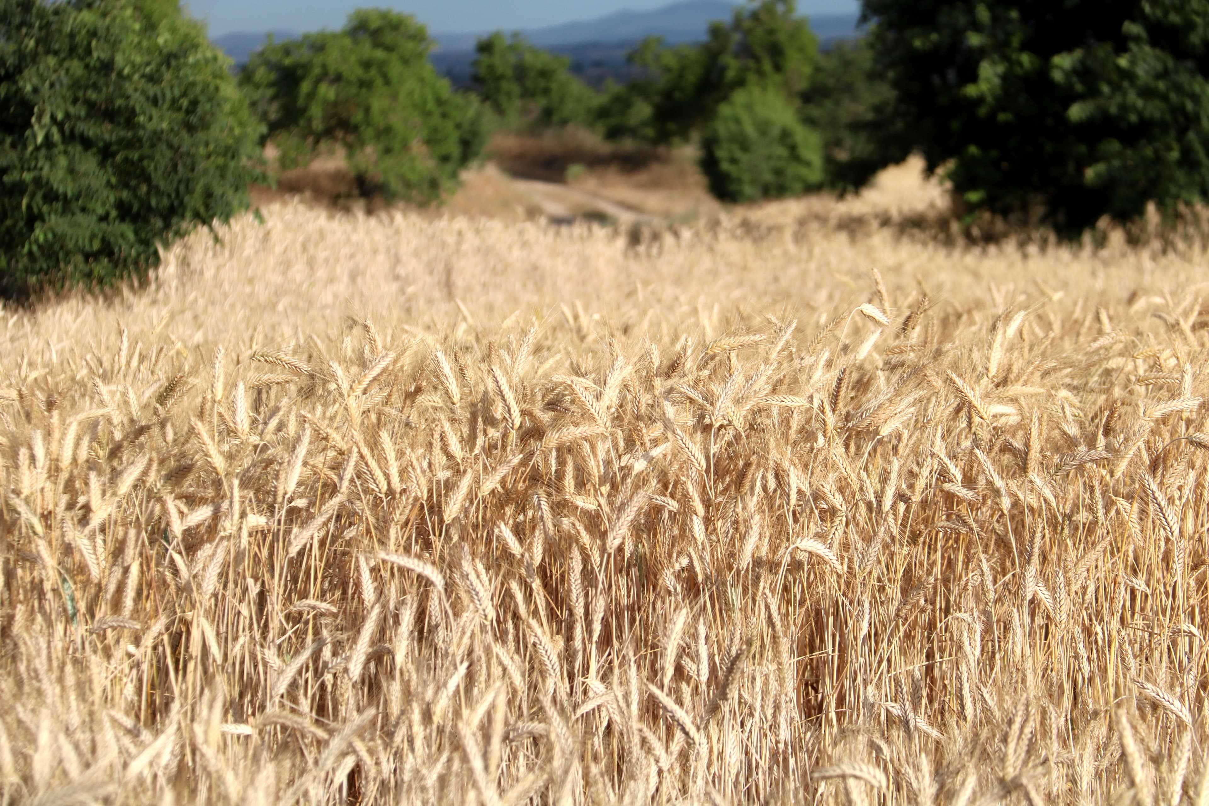 La Federació de Cooperatives Agràries de Catalunya preveu arribar a les 1,7 tones de cereal aquesta collita