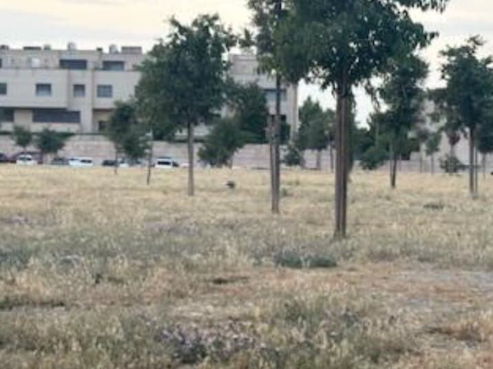 ERC a la Paeria de Lleida reclama un sistema de reg estable per “garantir la supervivència de l’arbrat del Parc de les Arts”