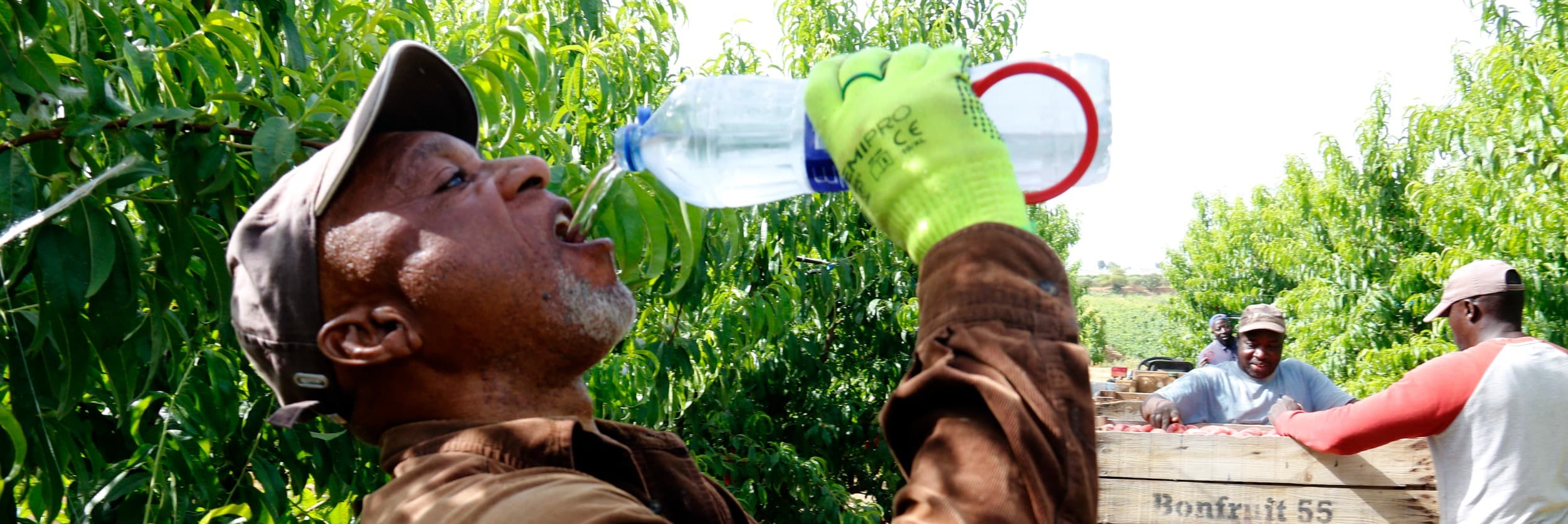 Els pagesos de Ponent adapten les jornades de treball dels temporers durant l’onada de calor