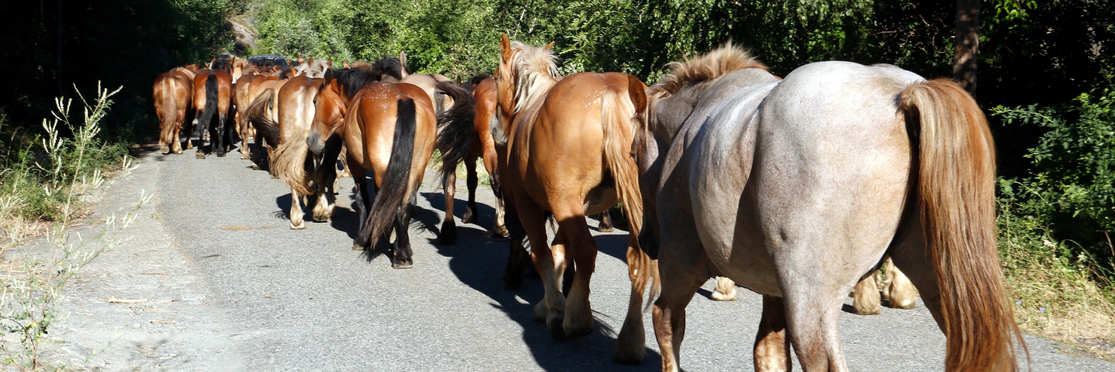 Gairebé 200 cavalls travessen el Pallars Sobirà de punta a punta alternant camins ramaders i trams de carretera