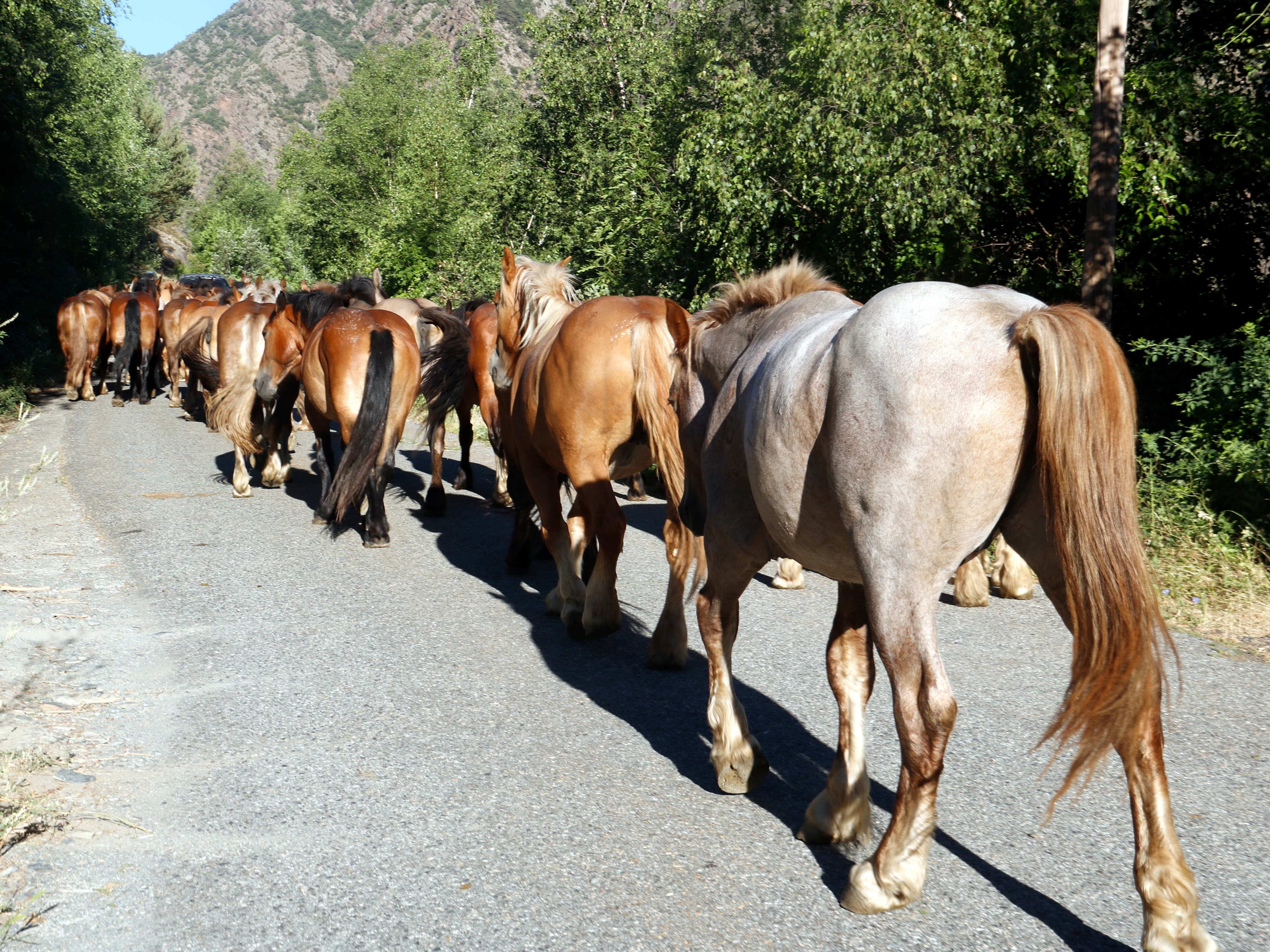 Gairebé 200 cavalls travessen el Pallars Sobirà de punta a punta alternant camins ramaders i trams de carretera