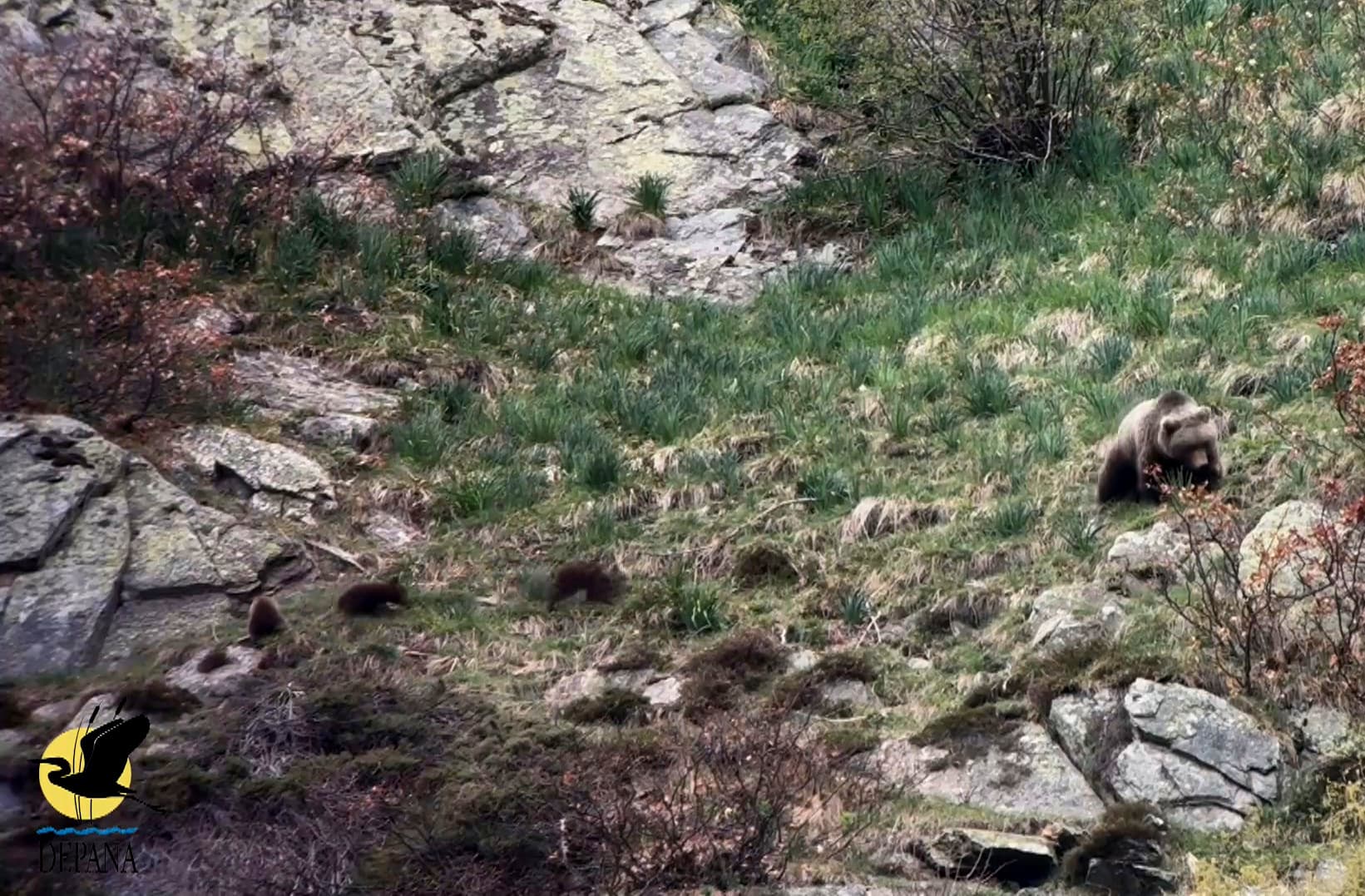 Depana documenta dues osses amb tres cadells cadascuna a la Val d'Aran, un fet inèdit al Pirineu
