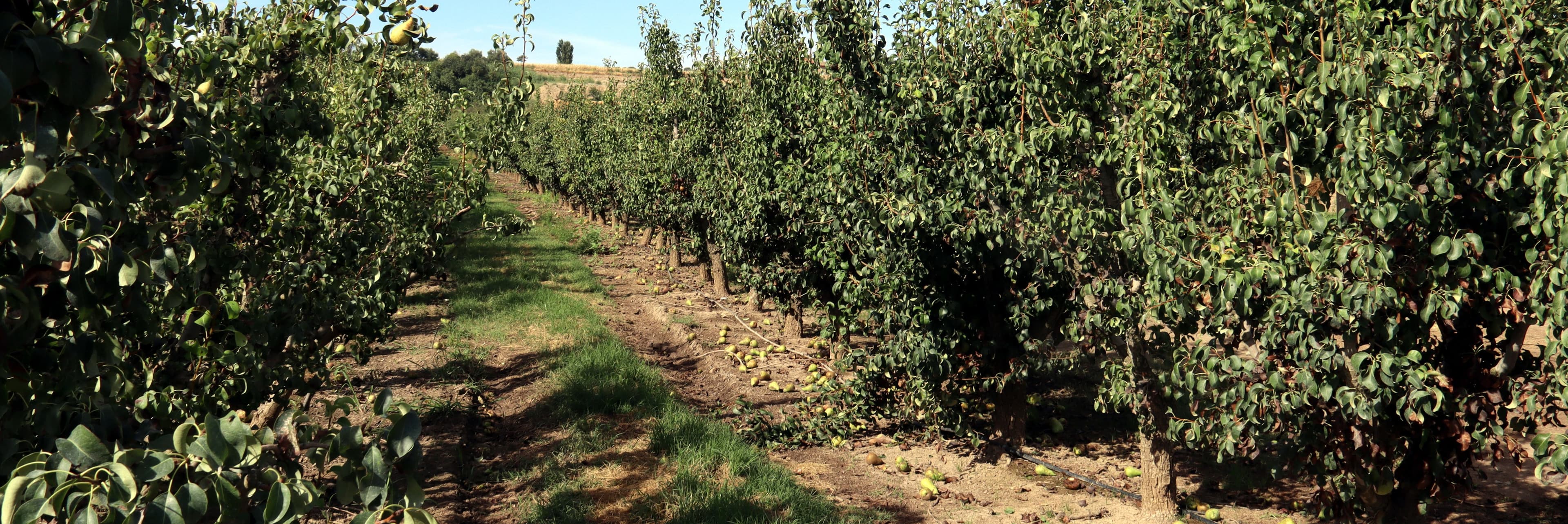 Les primeres comprovacions apunten que la pedregada al Segrià ha tingut poca afectació en fruiters