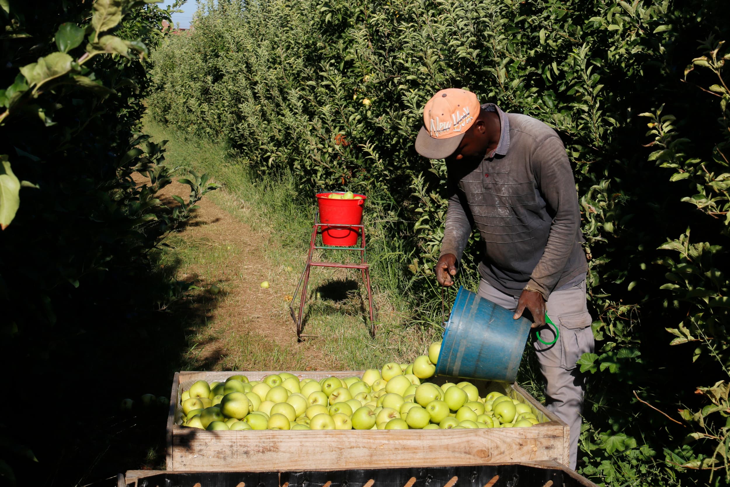 La collita de la poma Golden a Ponent s’avança gairebé una setmana a causa de les altes temperatures
