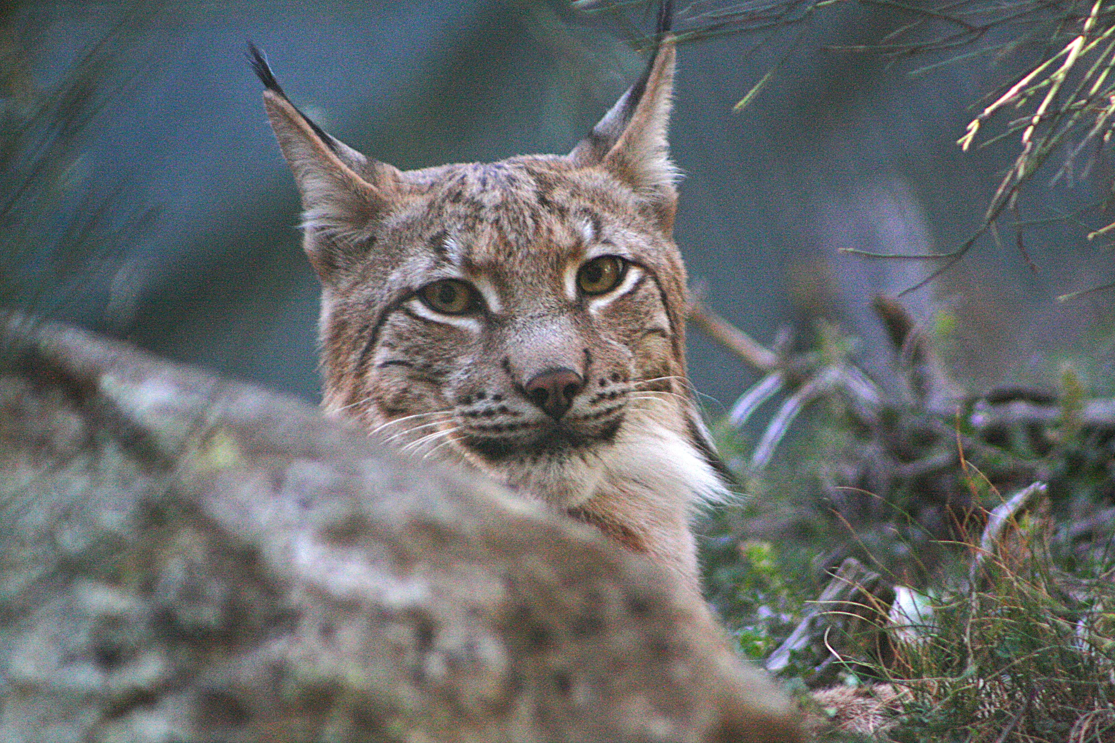 Les entitats ecologistes reclamen recuperar el pla per reintroduir el linx boreal al Parc Natural de l’Alt Pirineu