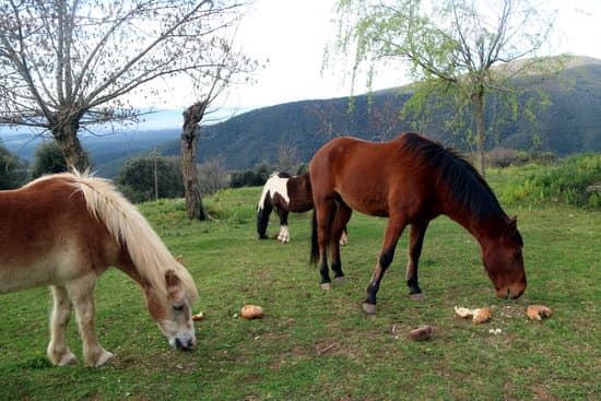 Agricultura rebaixa a 2 els casos de febre del Nil occidental detectada en èquids a Almacelles i Pau