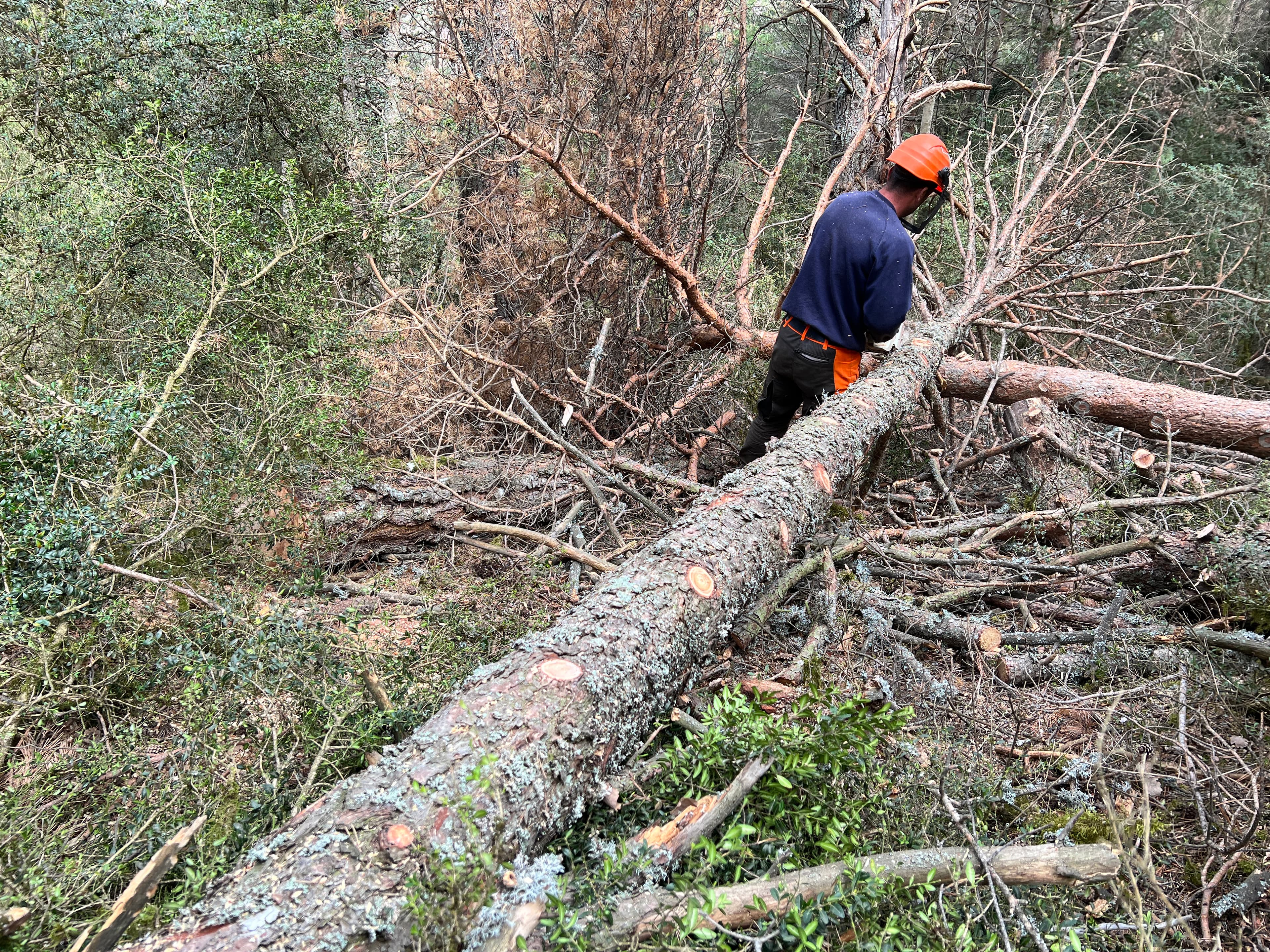 Sort tindrà un Centre d'Innovació Territorial dedicat a la gestió Forestal