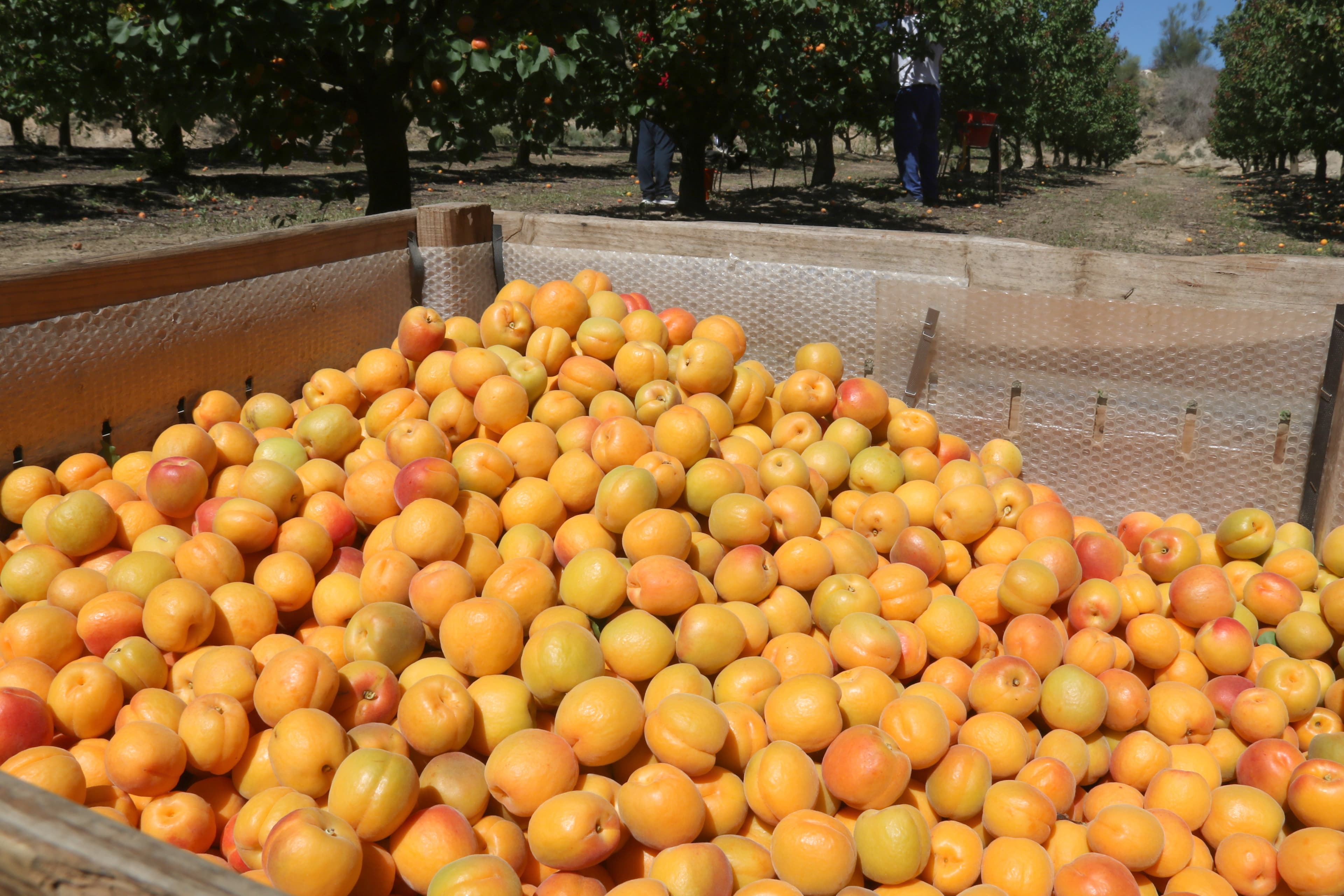 Europa collirà un 6% més d'albercoc que la passada campanya però no arribarà al seu potencial productiu