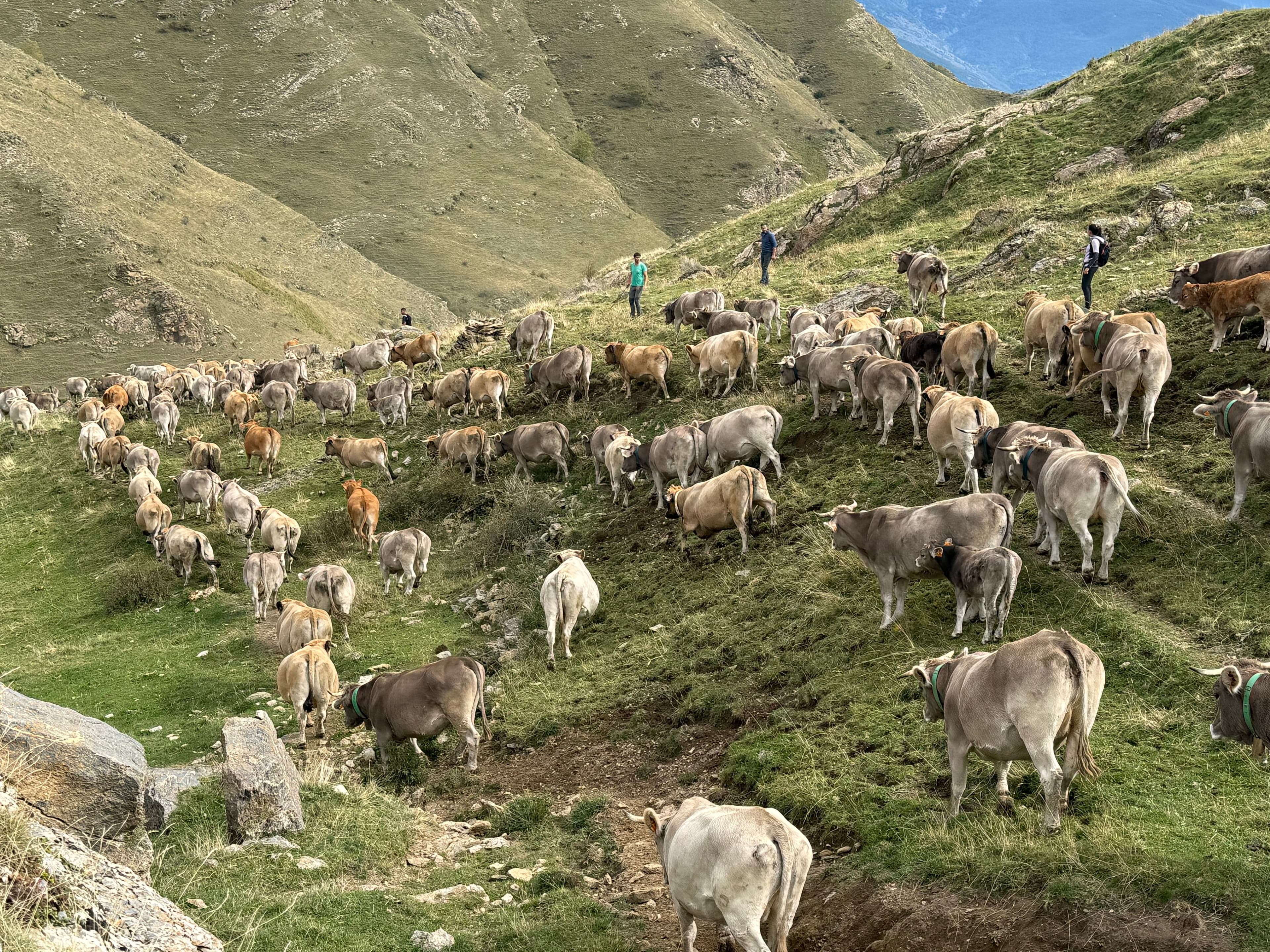 L’Escola Agrària del Pallars forma una vintena de ramaders en primers auxilis veterinaris en ramaderia extensiva