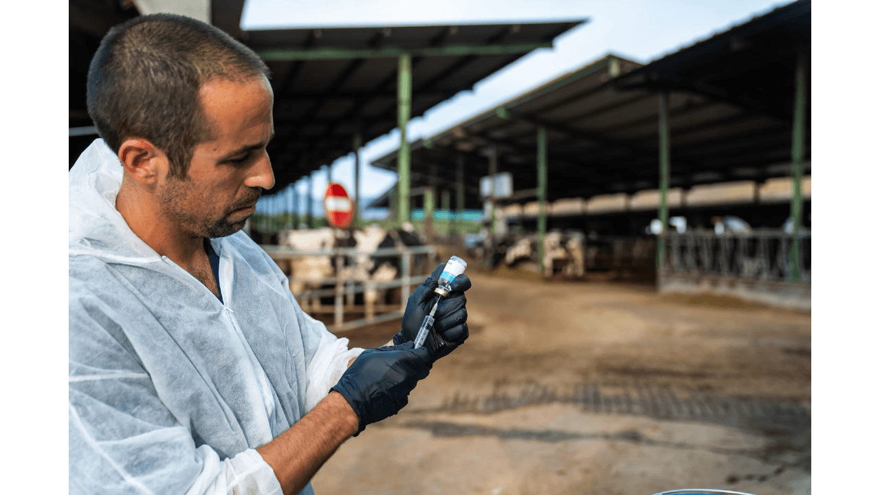 El govern espanyol plantejarà a la Comissió Europea ampliar la vacunació de dermatosi nodular contagiosa a àrees d’Aragó i Catalunya