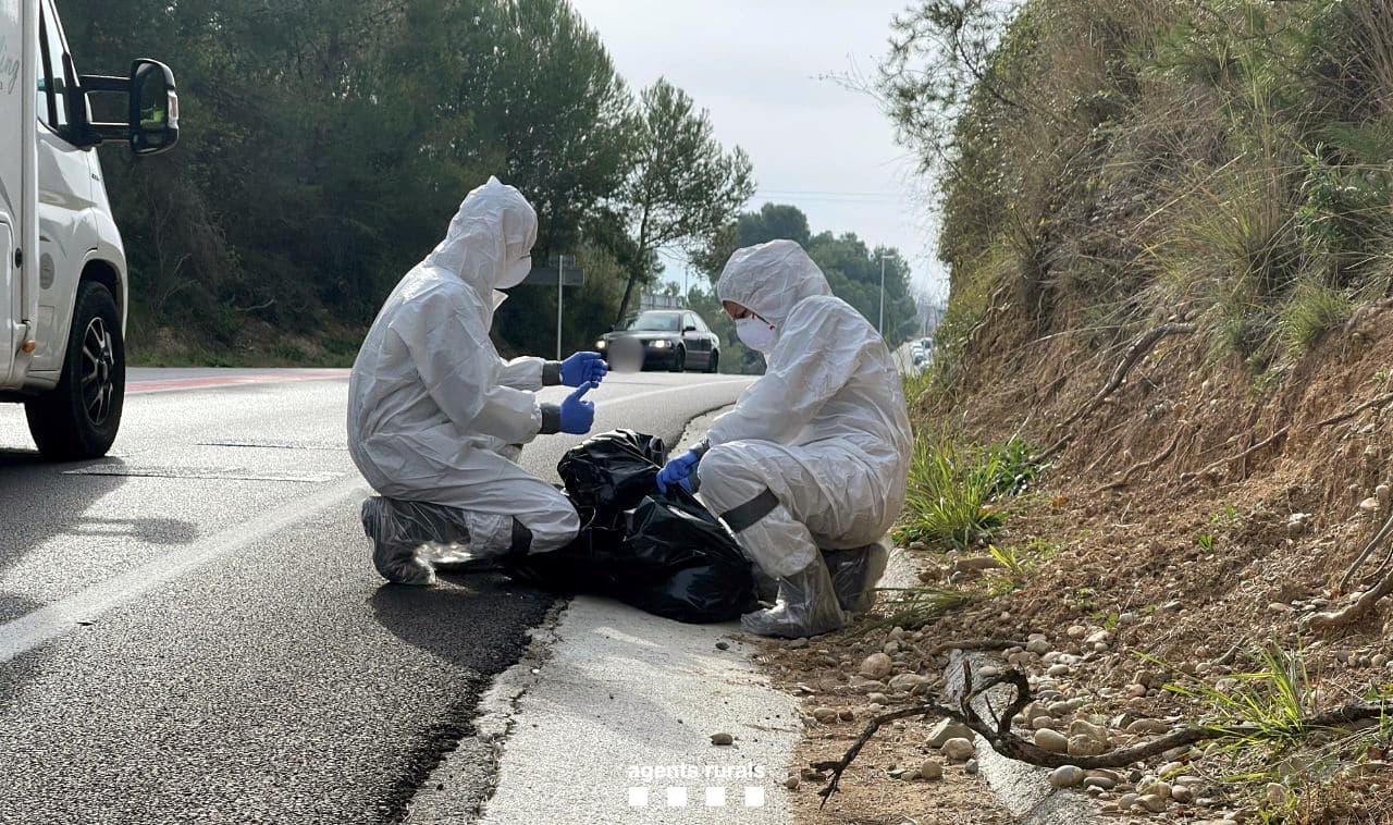 Agricultura afegeix Castellbisbal a la zona d'alt risc per PPA i comença a sancionar l'incompliment de restriccions