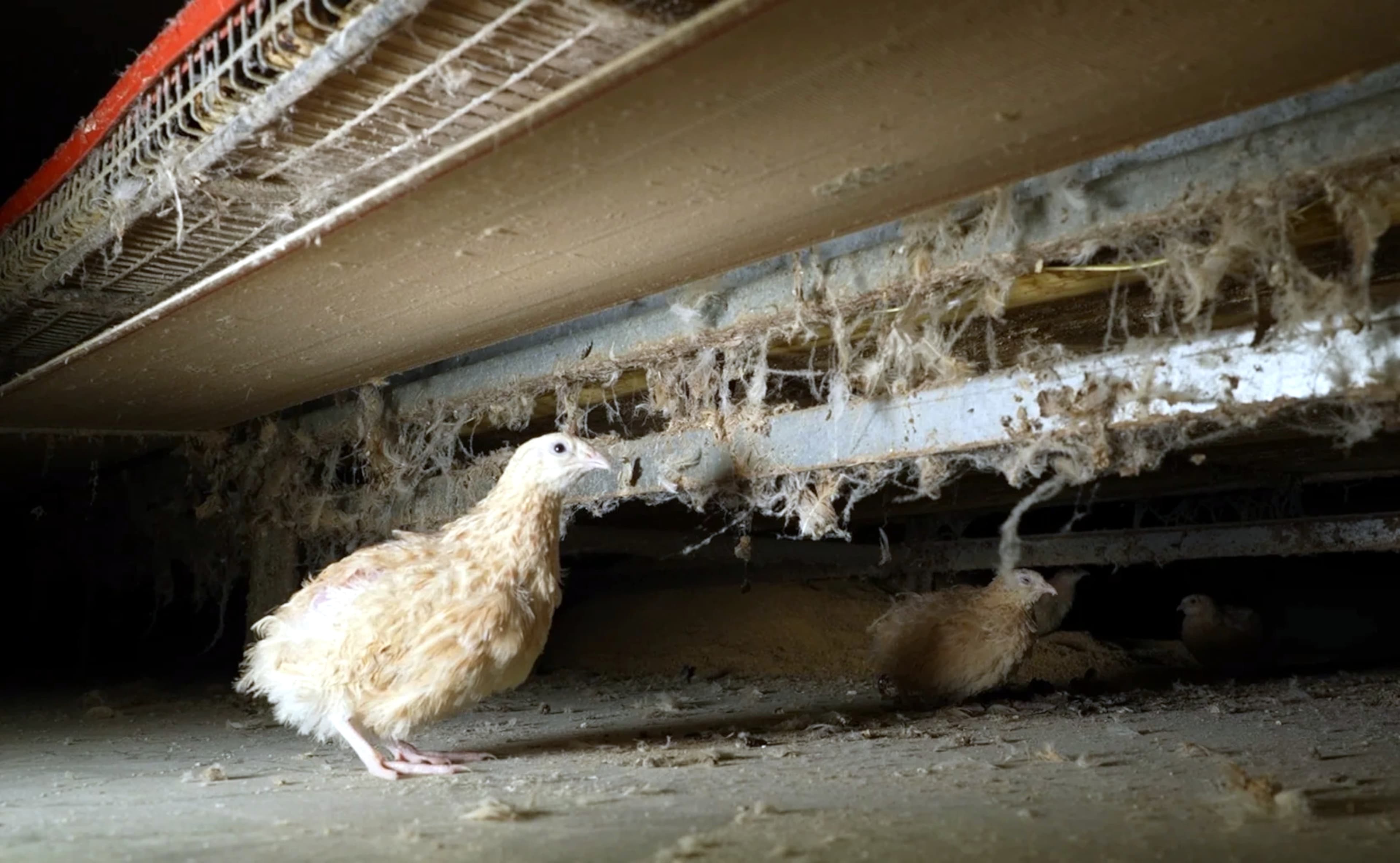 Una entitat animalista denuncia les condicions d’una granja de perdius de Juneda amb “cadàvers i brutícia”