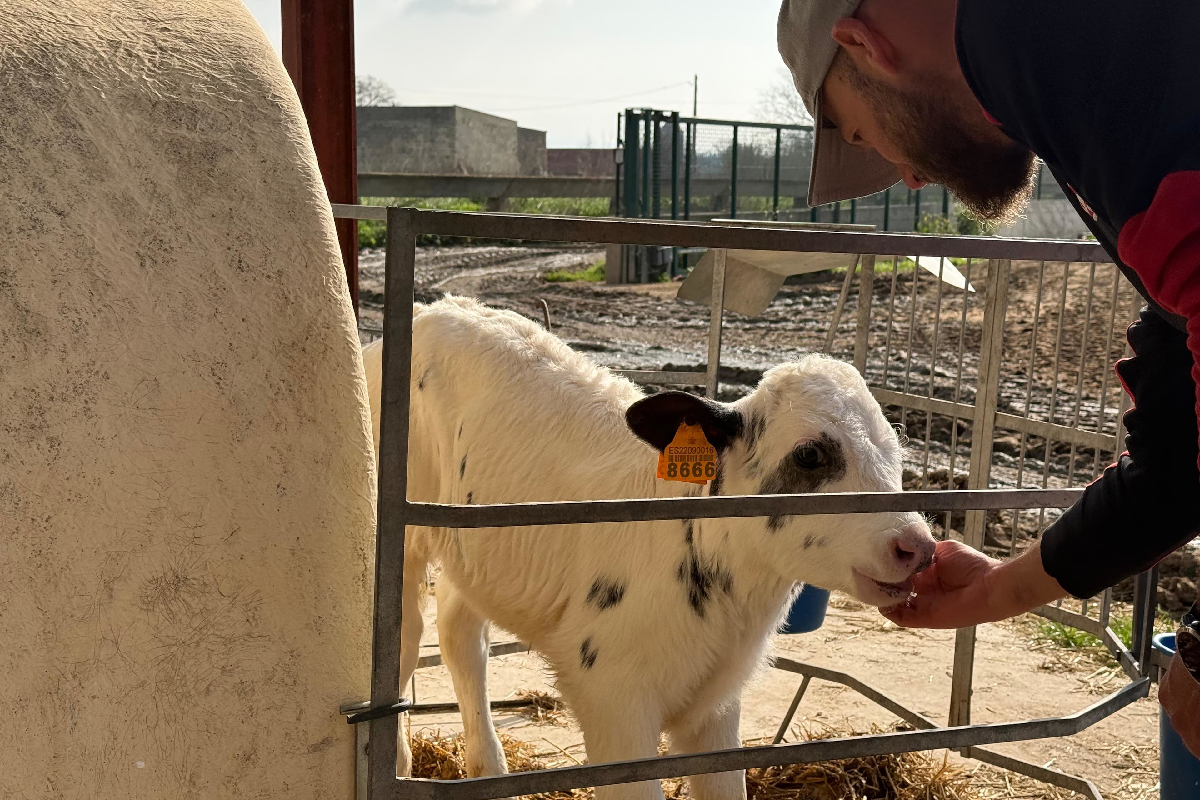 El Govern aixeca les restriccions per la Dermatosi Nodular Contagiosa a tot Catalunya i permet de nou el moviment de bestiar