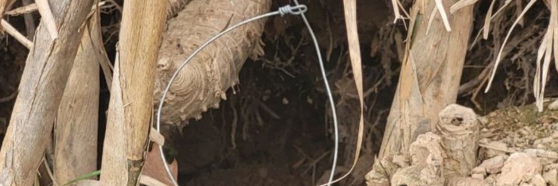 Denuncien un furtiu per haver instal·lat 30 llaços per capturar mamífers a Juneda