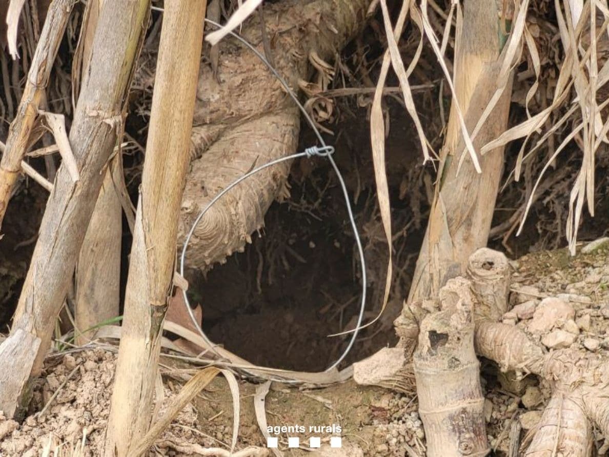Denuncien un furtiu per haver instal·lat 30 llaços per capturar mamífers a Juneda