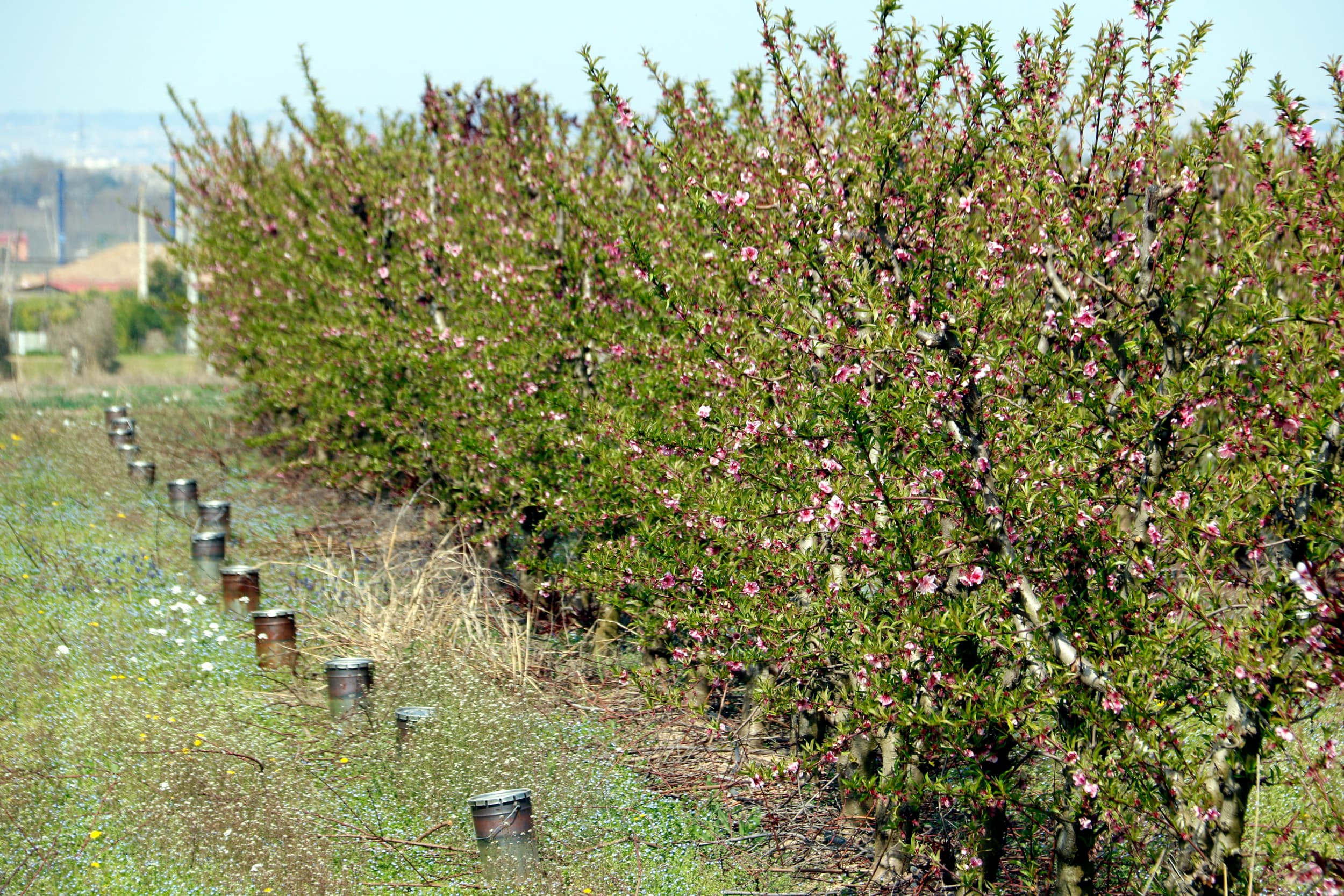 El sector de la fruita reivindica que l’increment general de costos s’haurà de traduir al preu que es paga al pagès