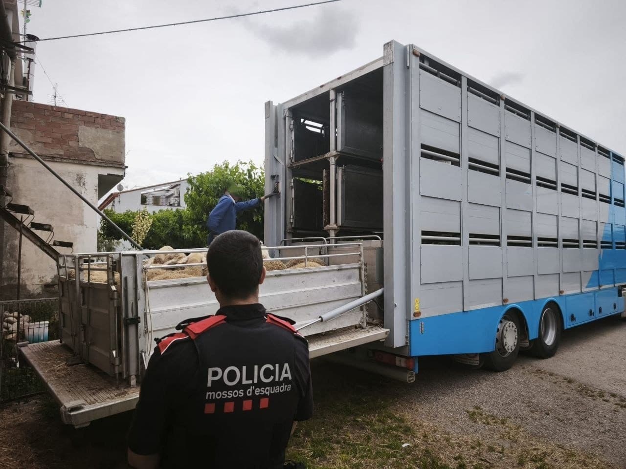 Els Mossos detenen un home a les Borges Blanques per robar corders d’una granja del Baix Cinca