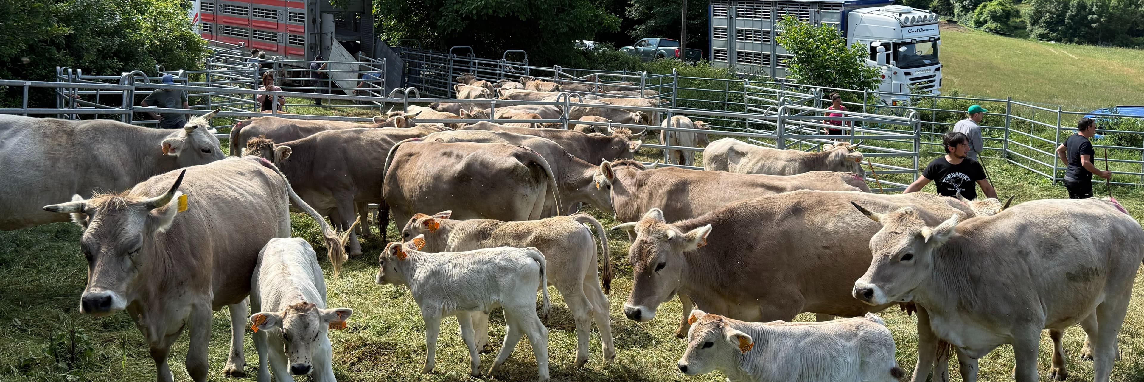 Sacrifiquen 200 animals a dues explotacions del Pallars afectades per la tuberculosi davant la indignació dels ramaders