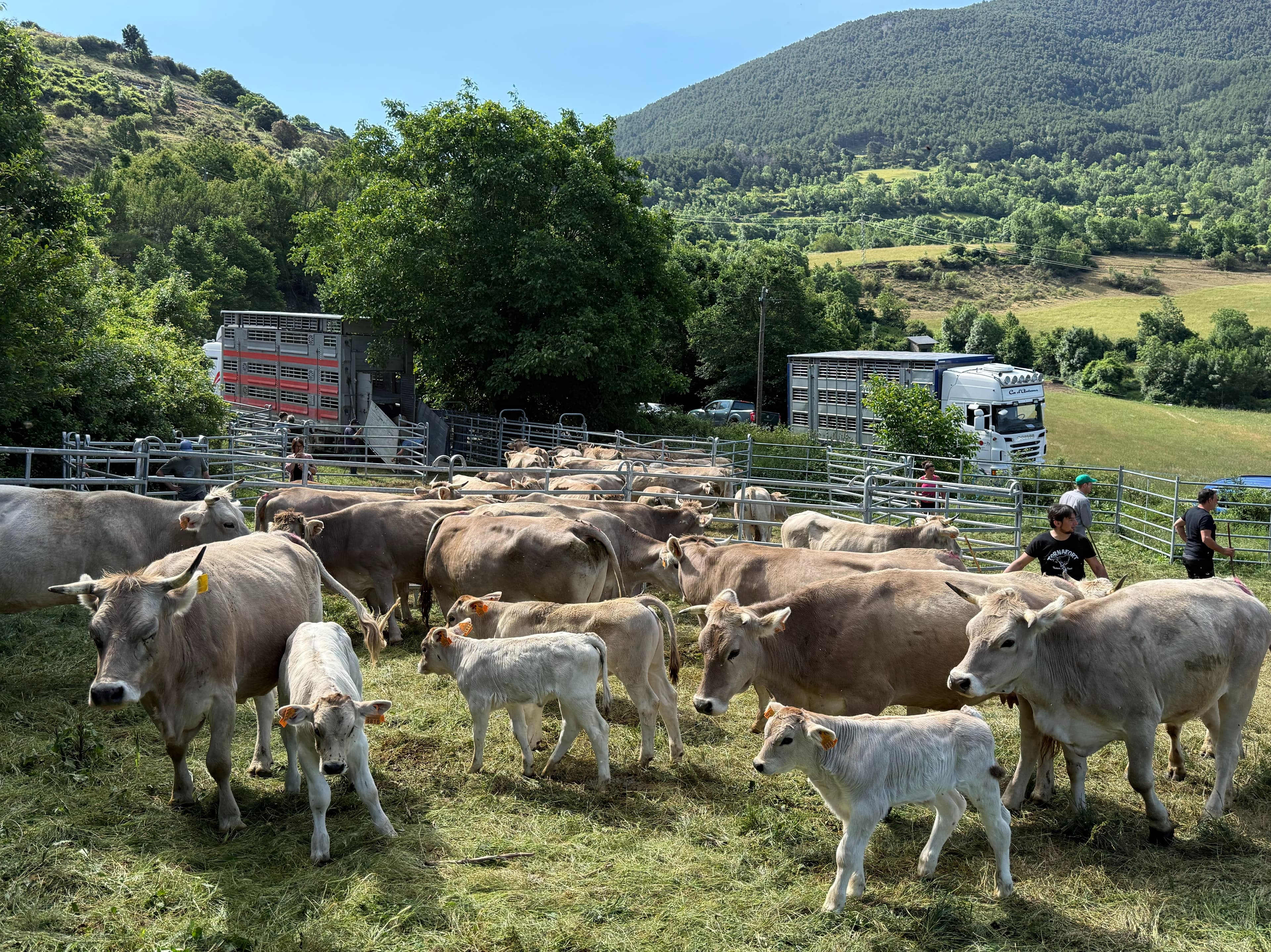 Sacrifiquen 200 animals a dues explotacions del Pallars afectades per la tuberculosi davant la indignació dels ramaders