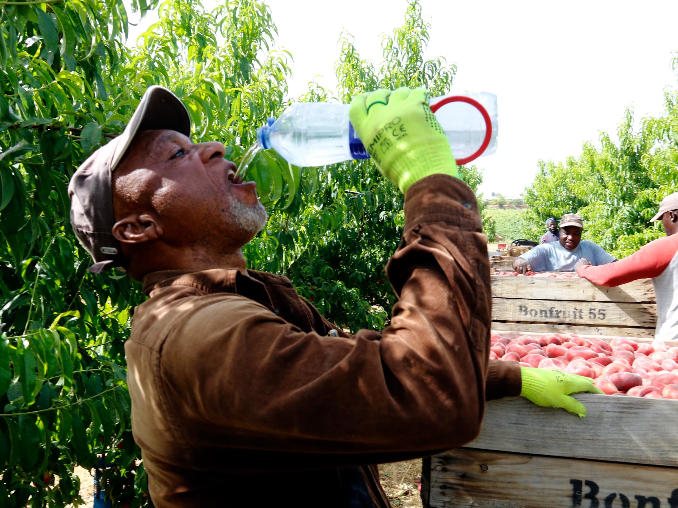 Els pagesos de Ponent adapten les jornades de treball dels temporers durant l’onada de calor