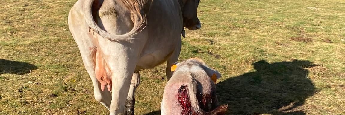 Dos ramaders del Pallars denuncien que un os ha matat una euga i un poltre i ha ferit un vedell a la zona de Bonabé