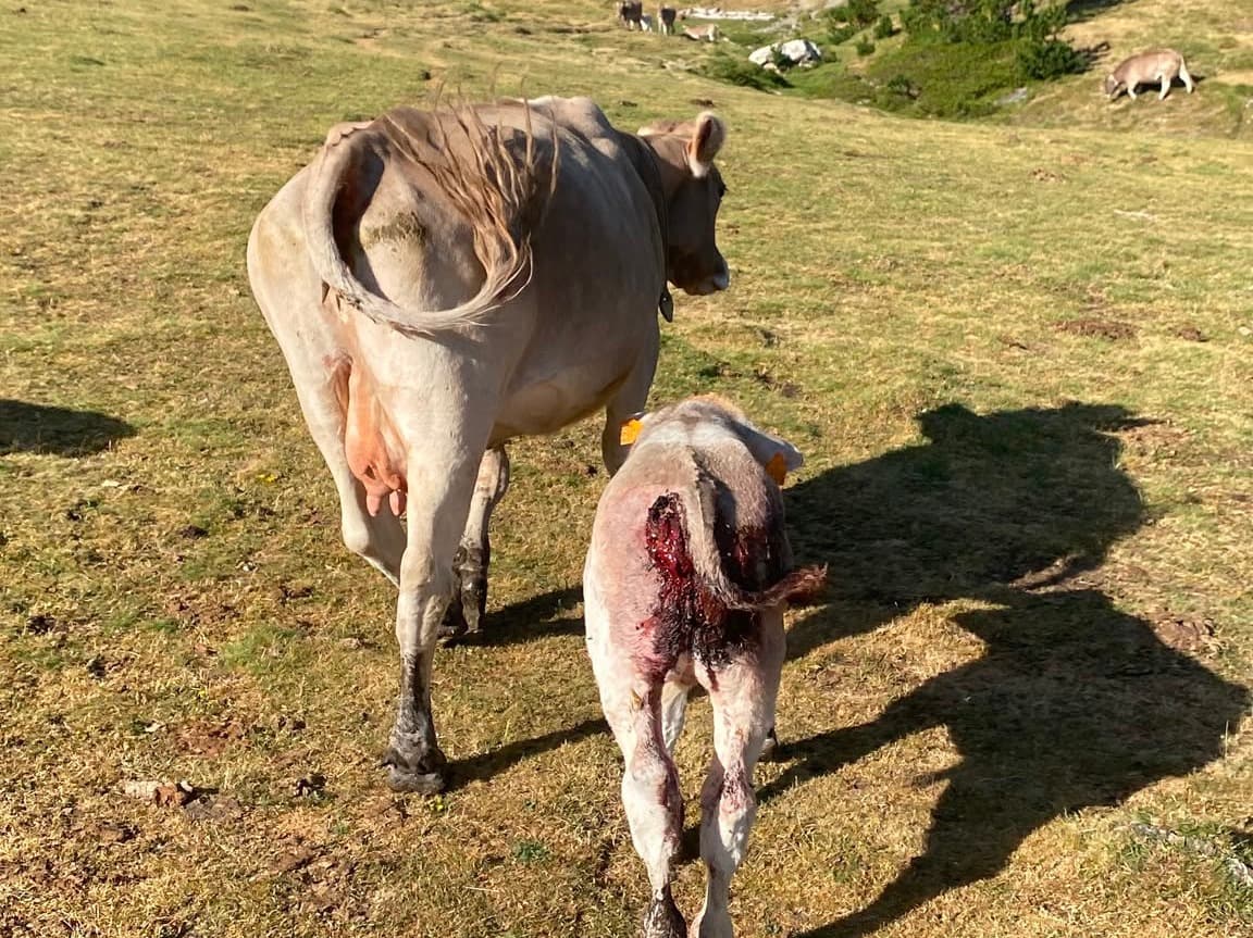 Dos ramaders del Pallars denuncien que un os ha matat una euga i un poltre i ha ferit un vedell a la zona de Bonabé