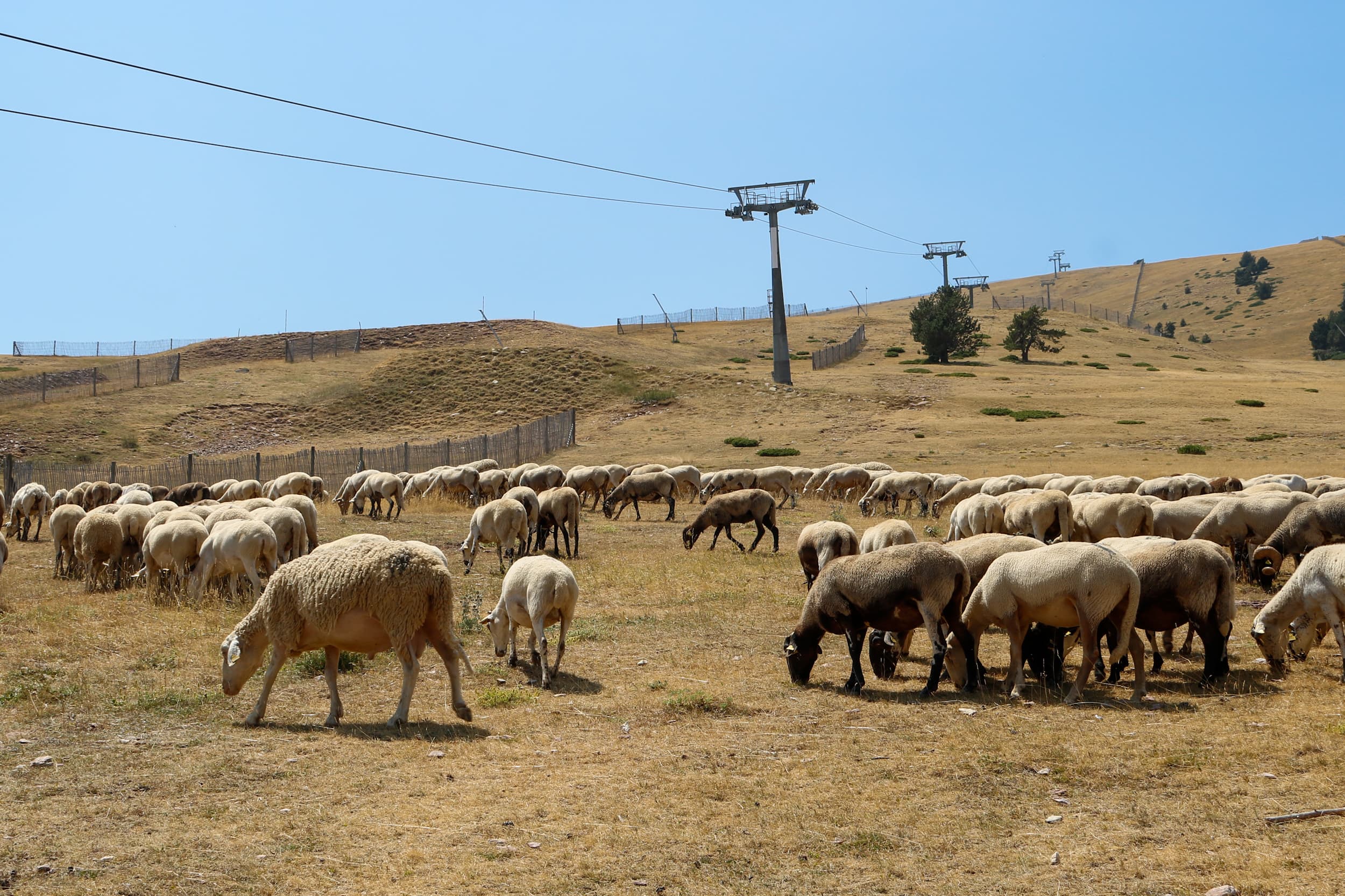La Molina prepara les pistes d’esquí amb més de 3.000 ovelles